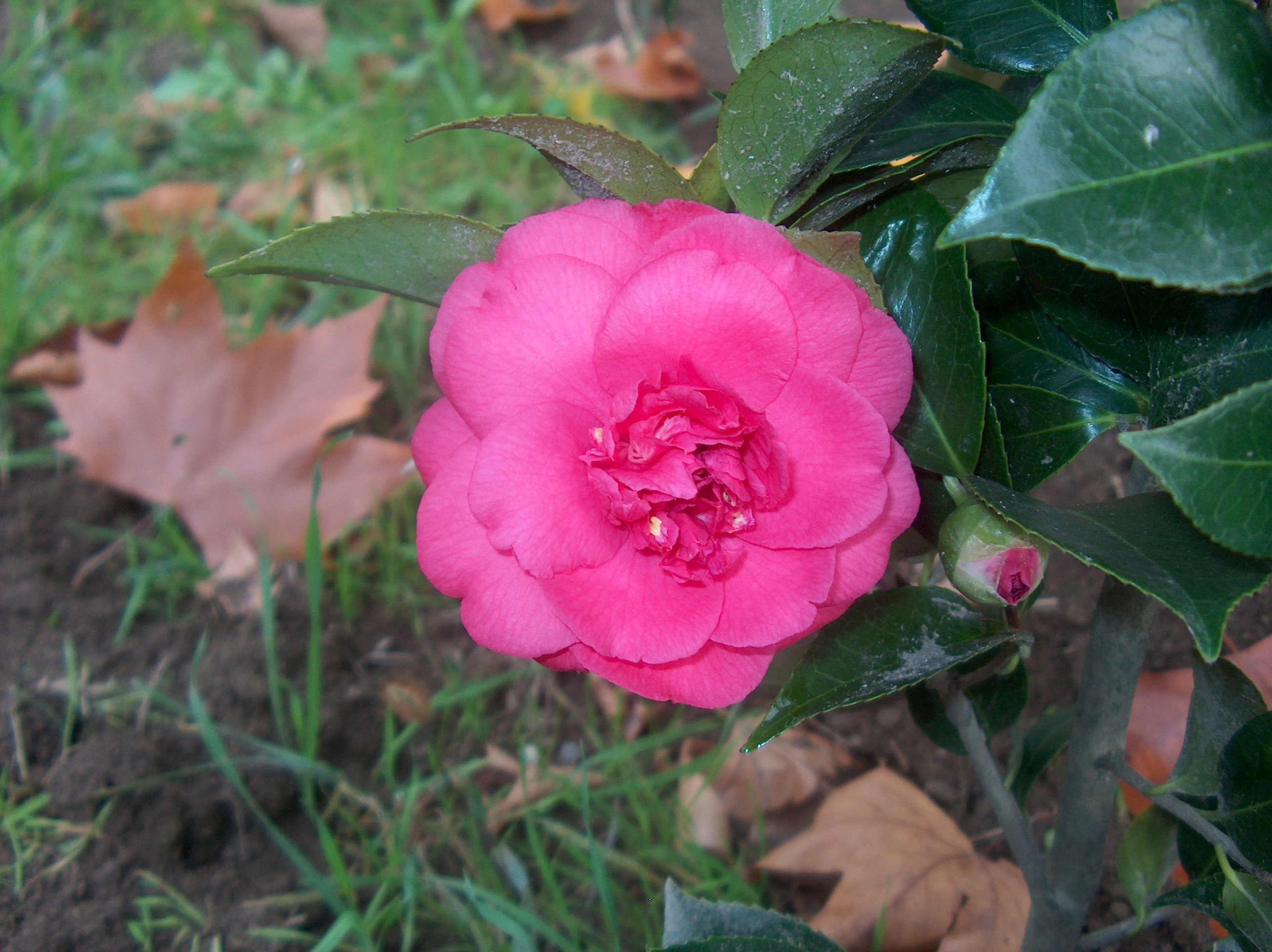 Anemoniflora Rosea