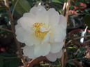 Rosman(Hybrida de Chrysantha)