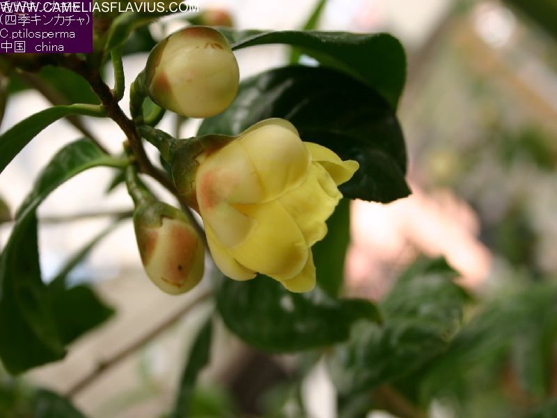 C. Ptilosperma