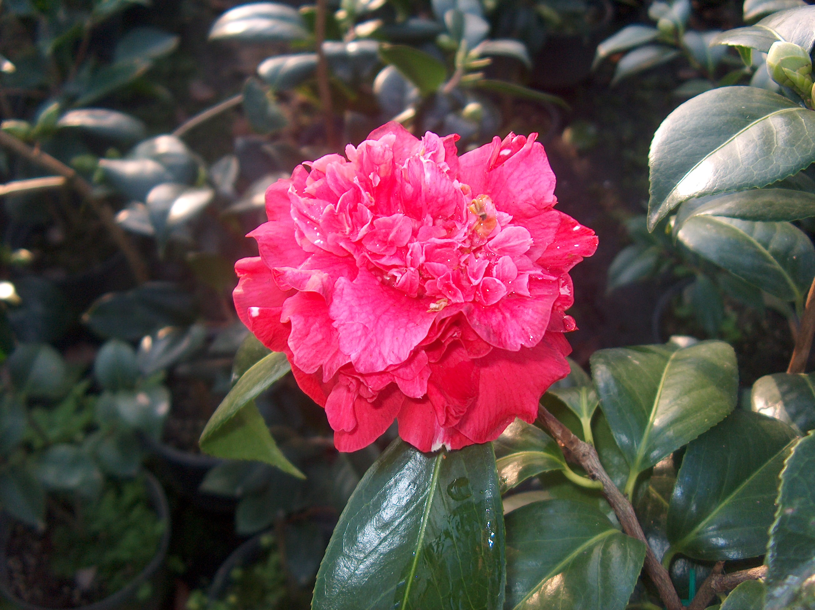 Arajishi C.Rusticana