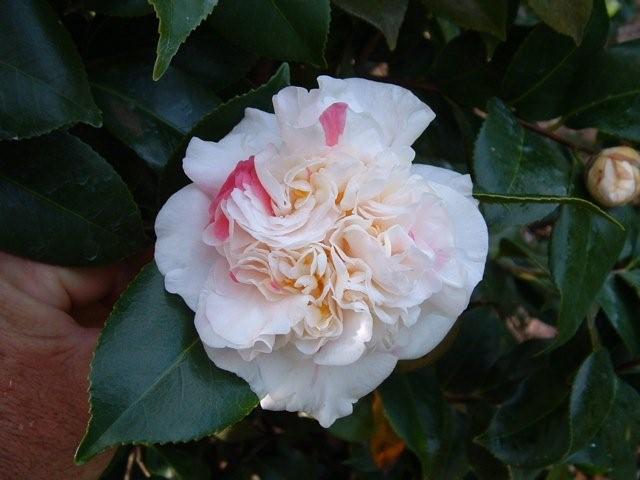 Aspasia MacArthur