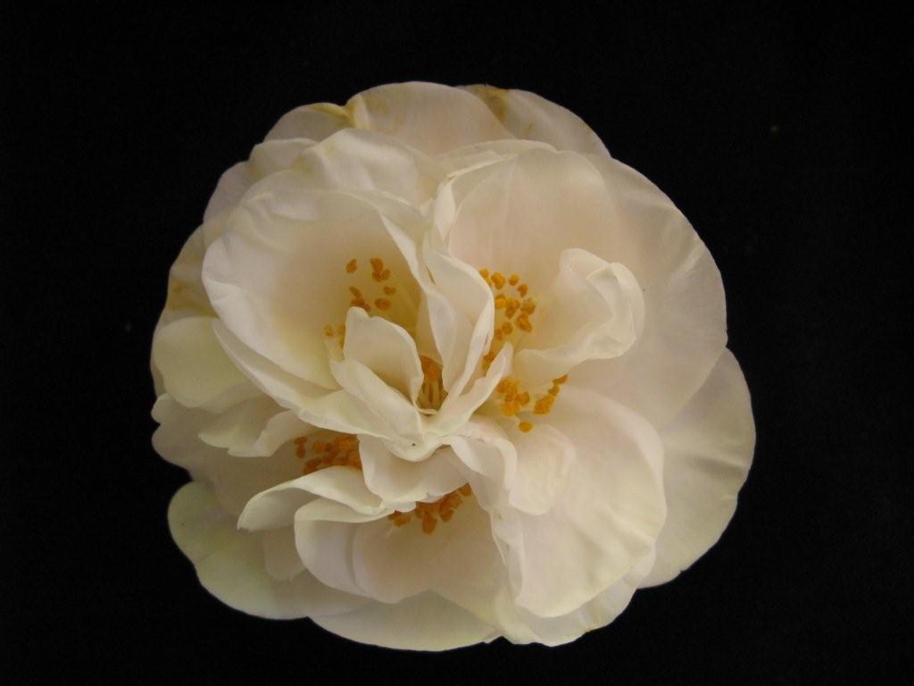 Desconhecida