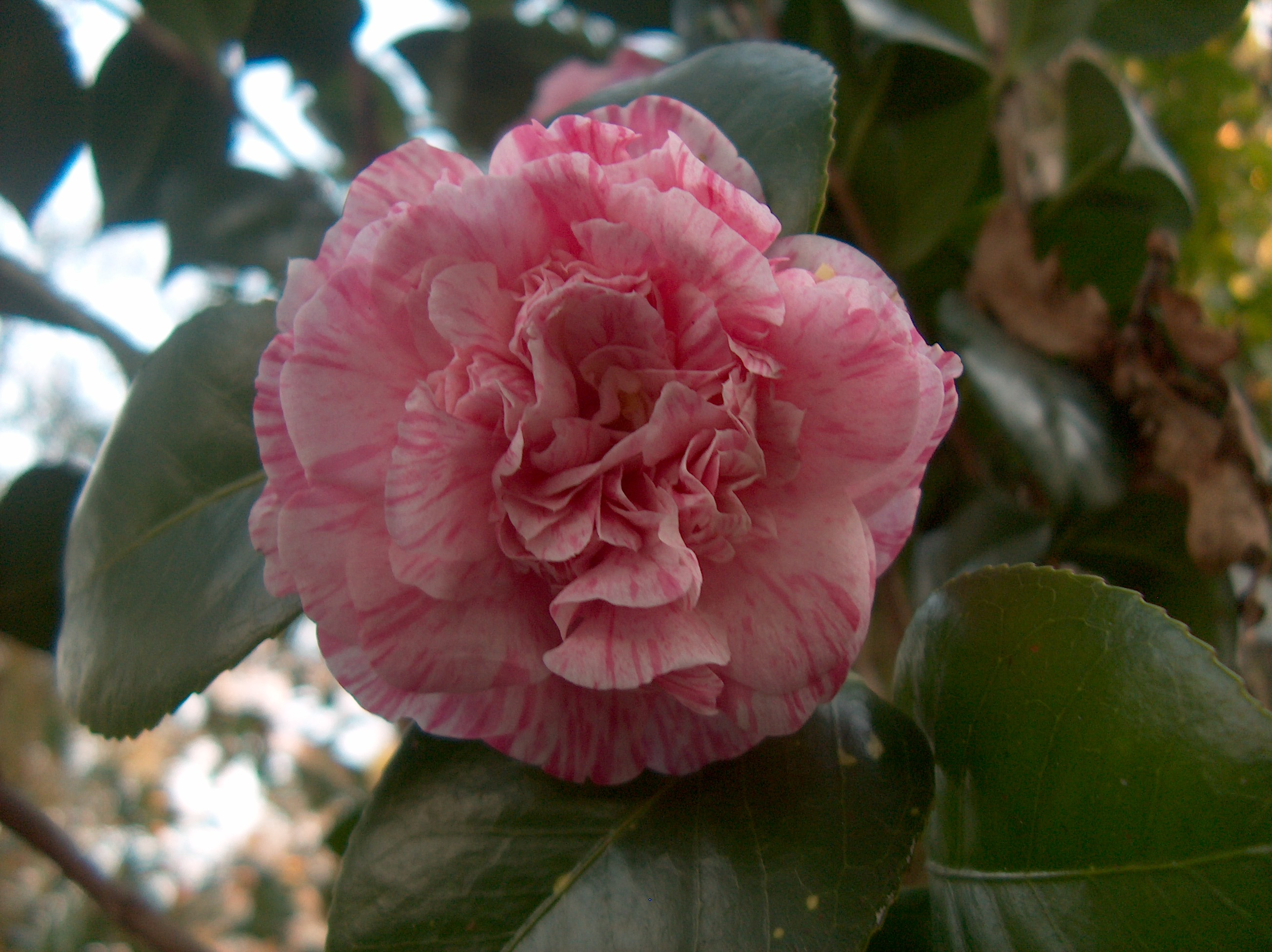 Bella Romana