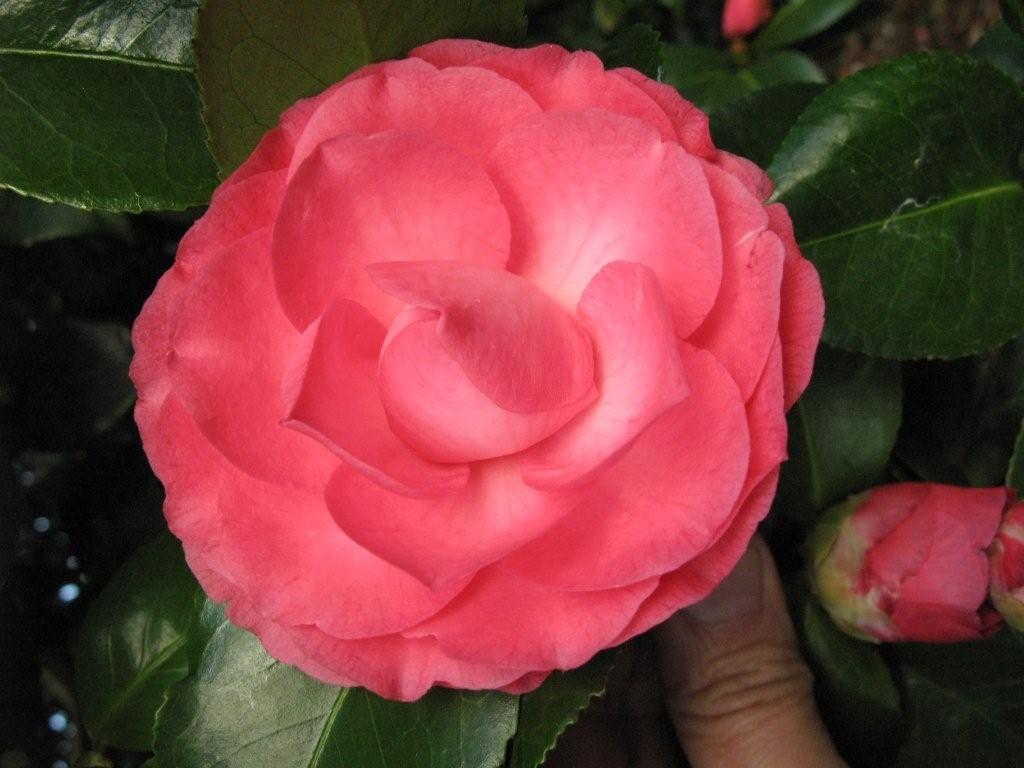 Bella d'Ardiglione