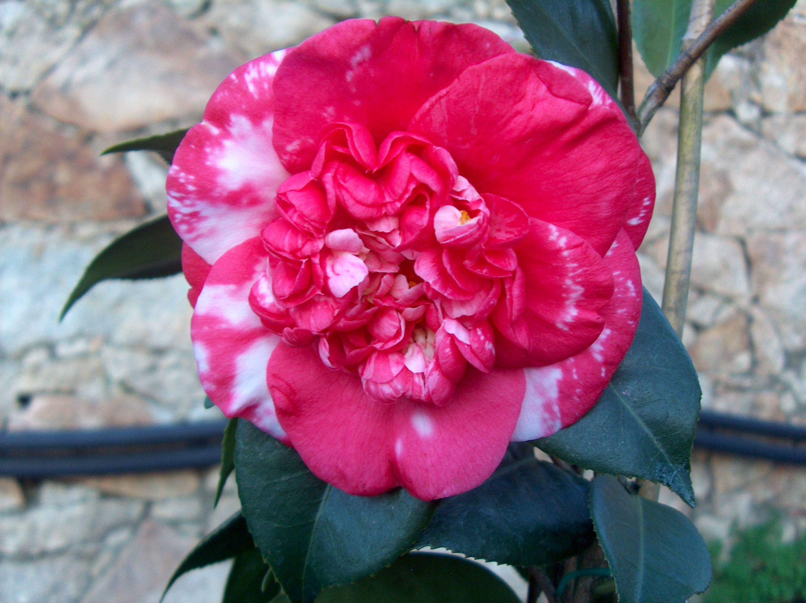 Betty Beauty