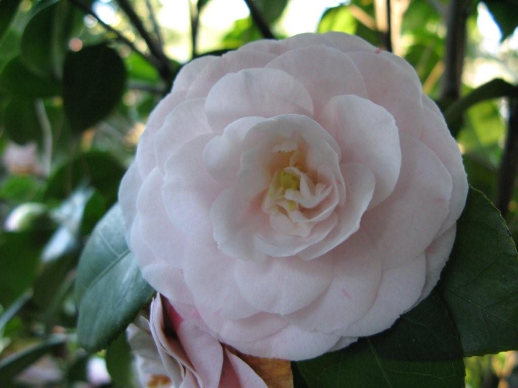 Blushing Beauty