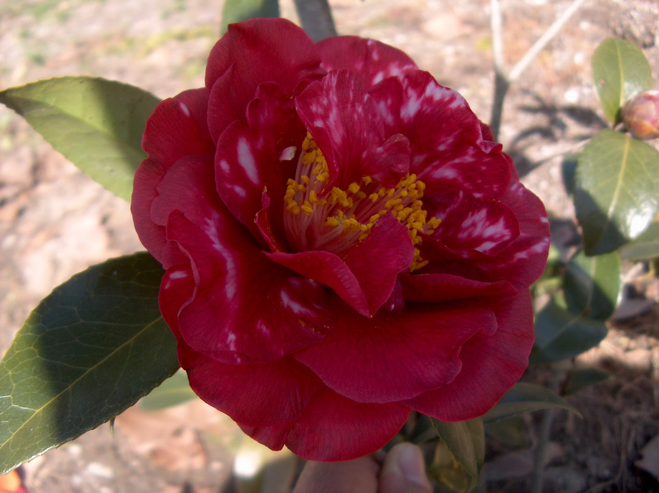 Bob Hope Variegated
