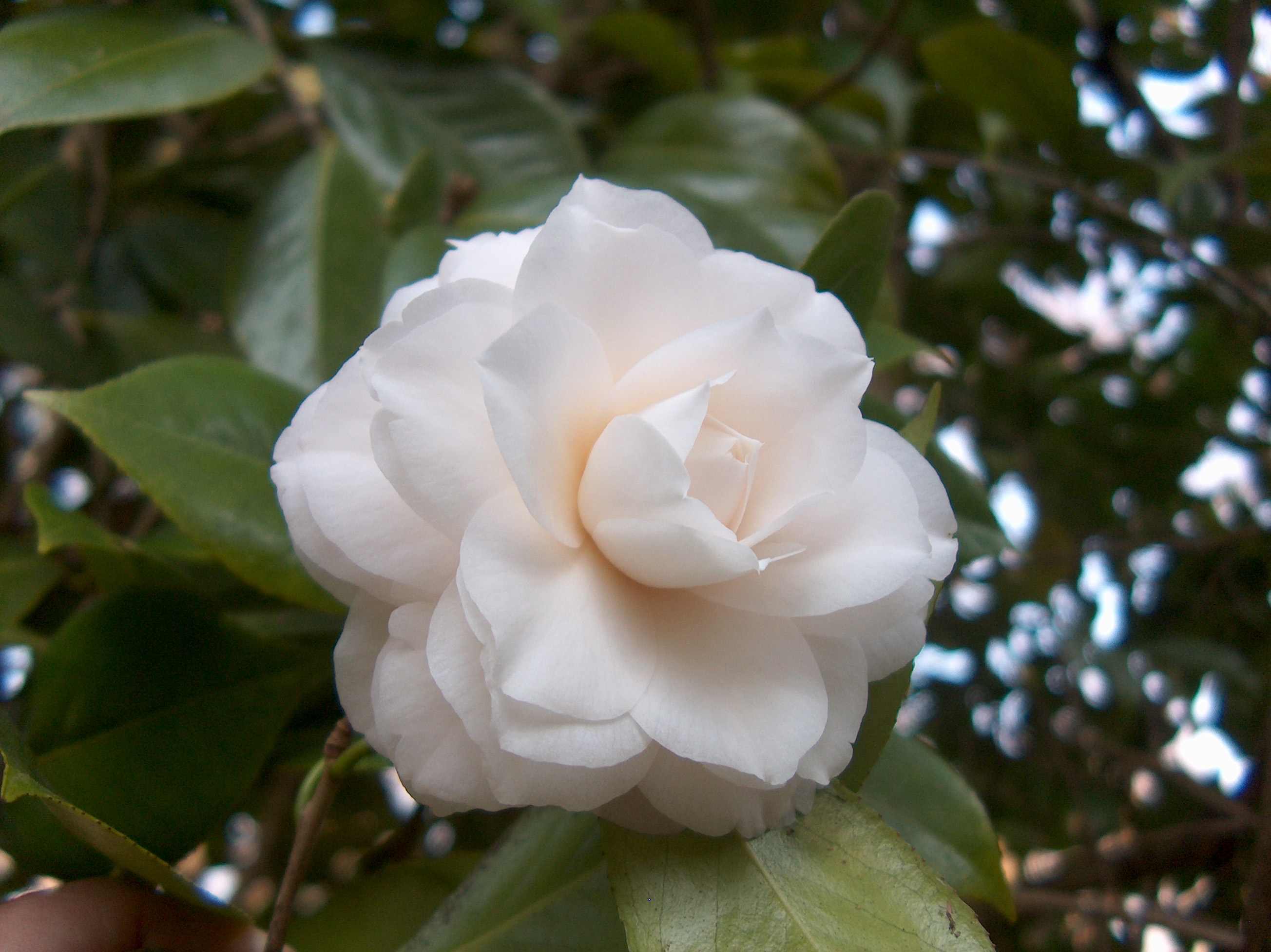 Lady Hume's Blush (Camurça)