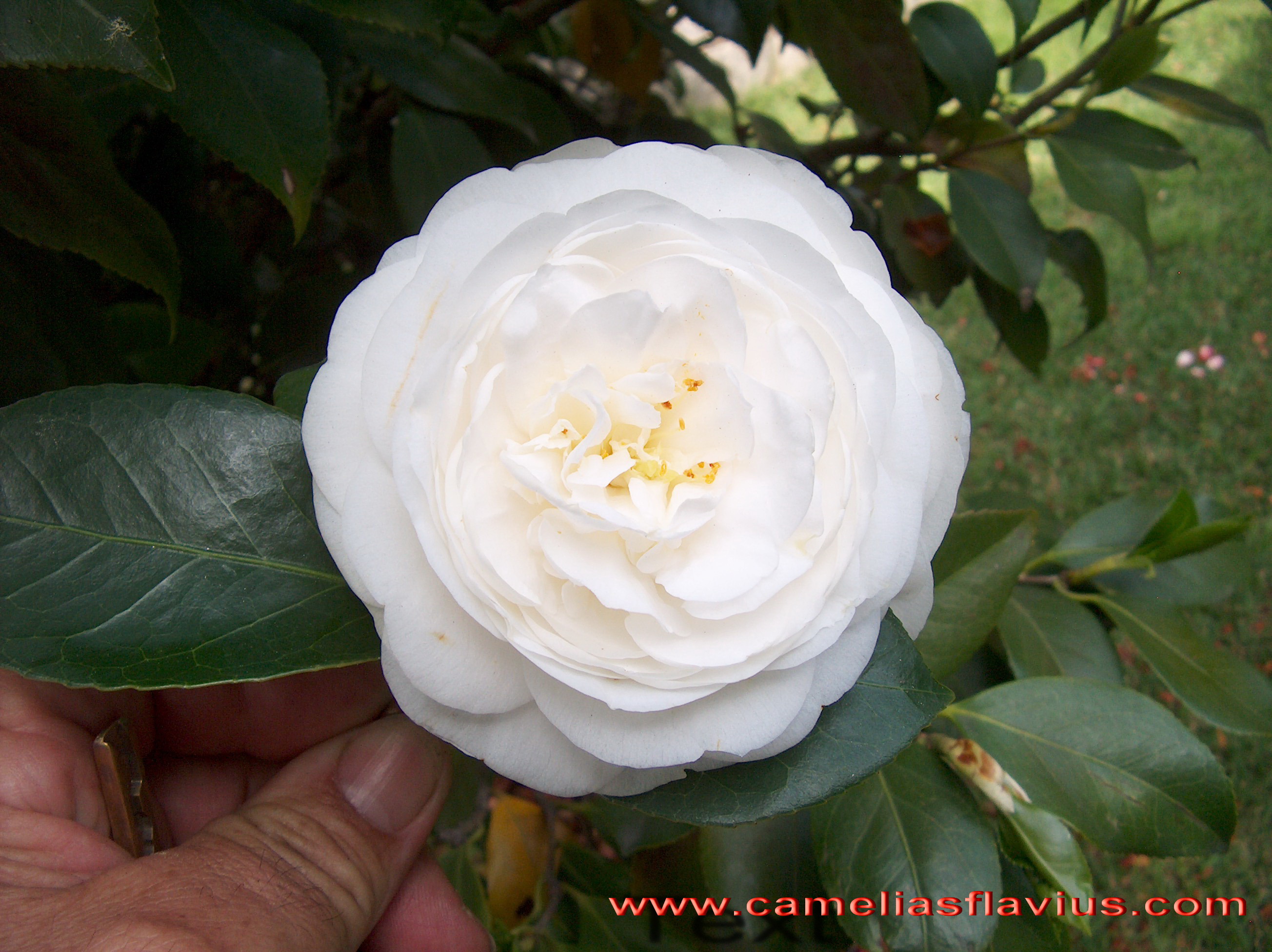 Centifolia Alba