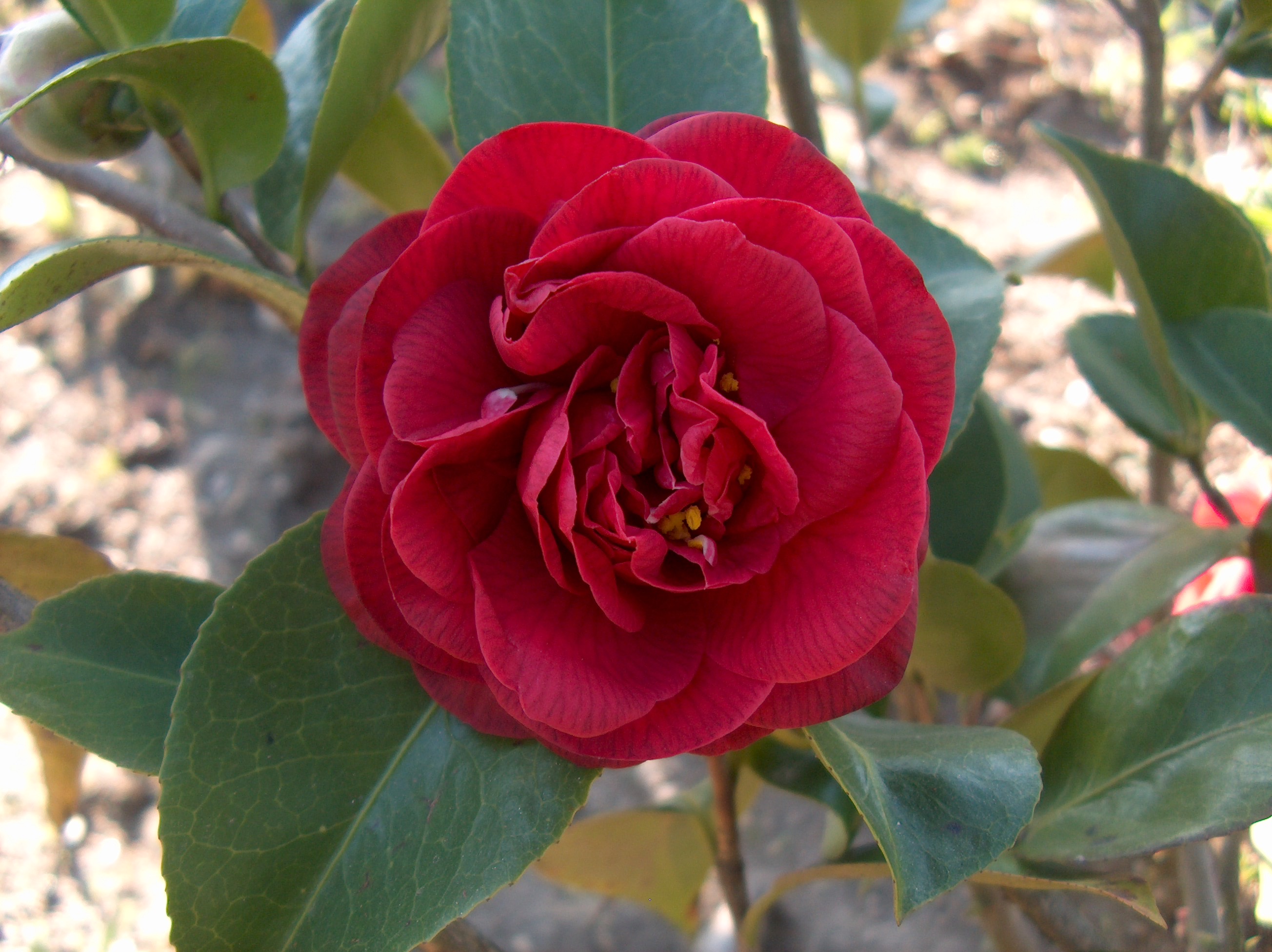 Mrs Charles Cobb