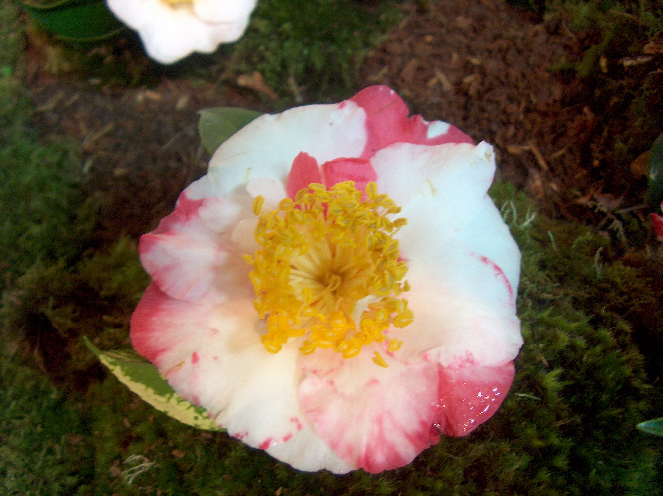 Clarise Carleton Variegated