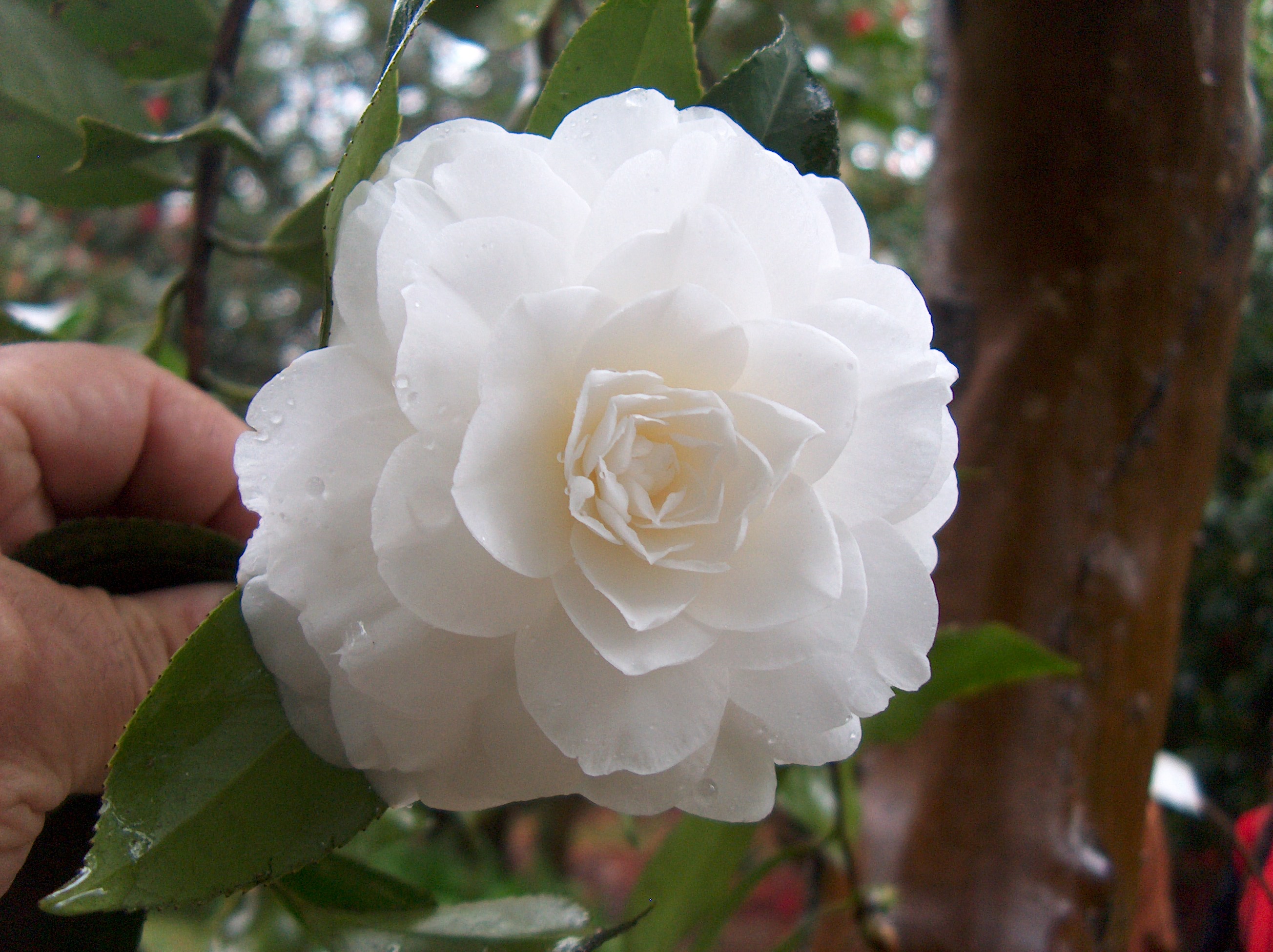 Contessa Lavinia Maggi Alba