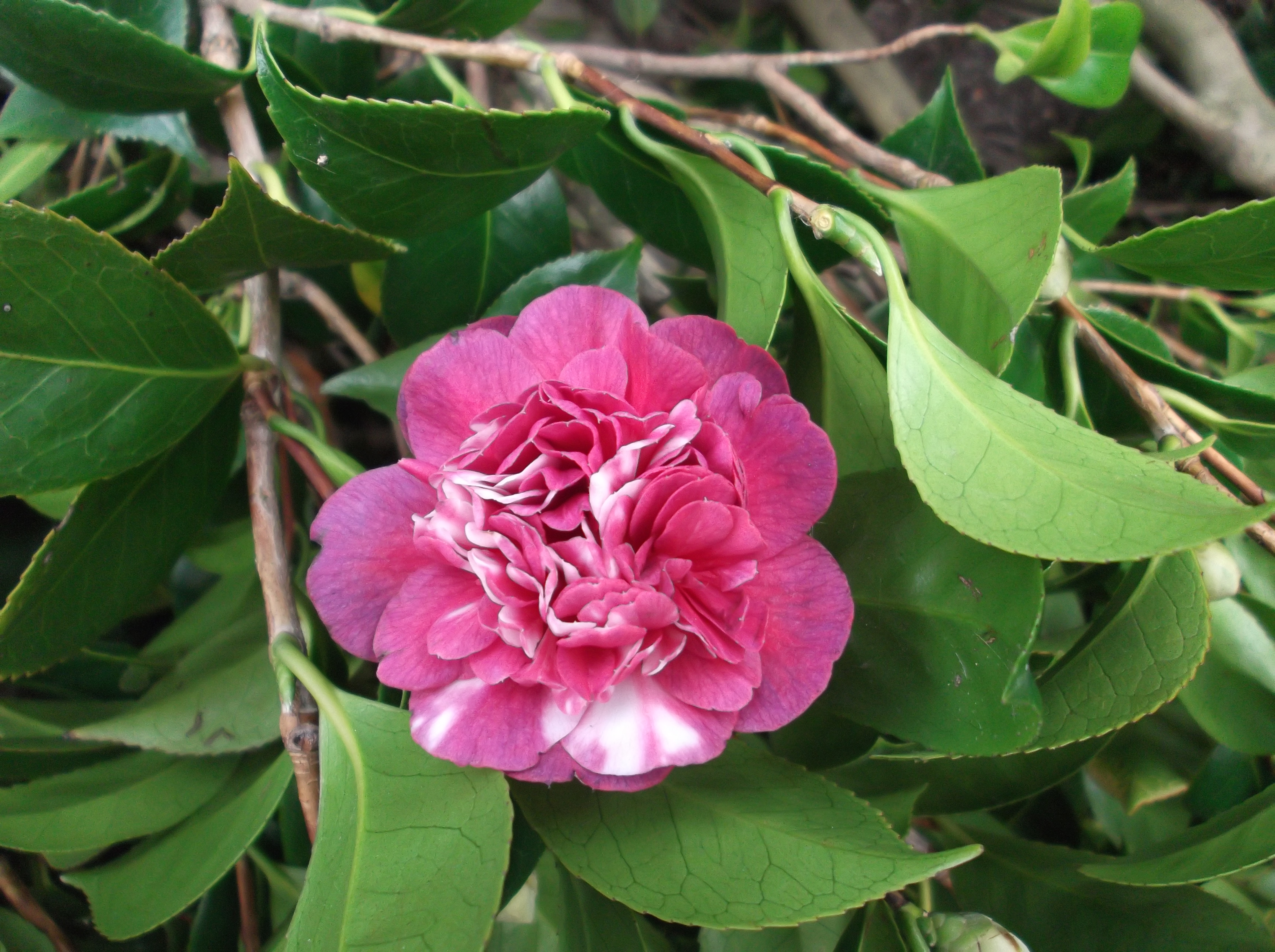 Coronata Rosea
