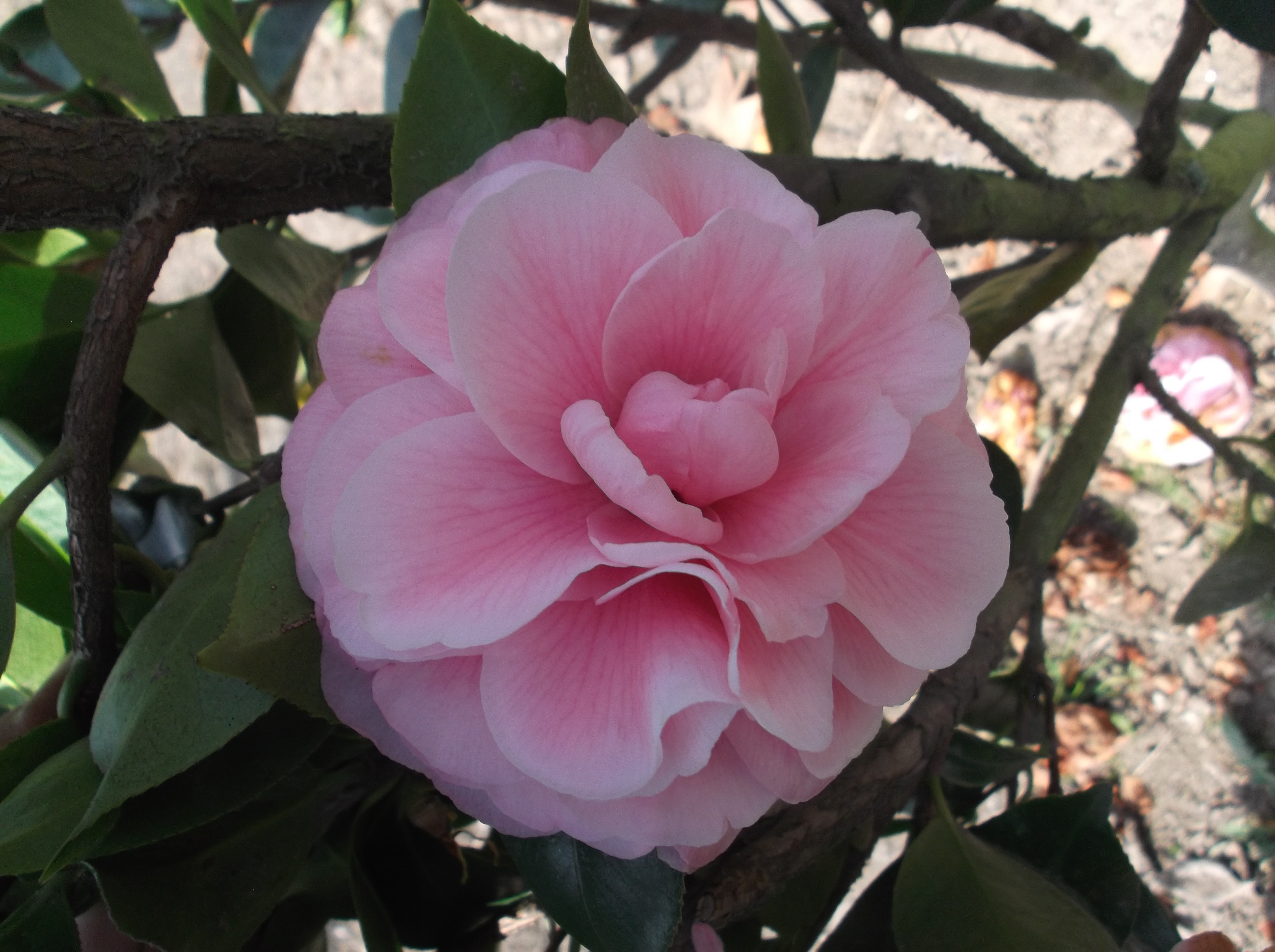 Diddy´s Pink Organdie