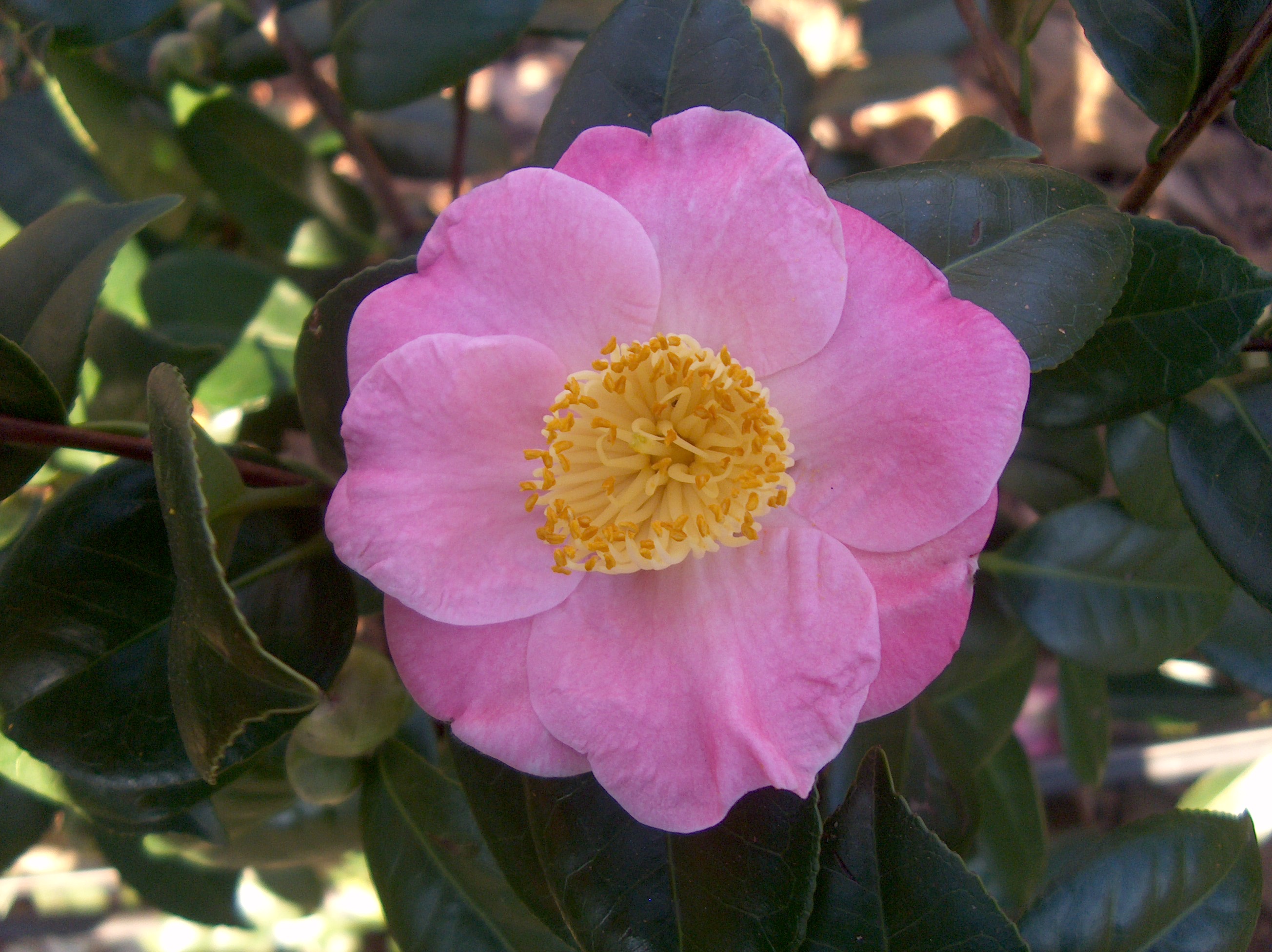 Miyako-No-Haru(Higo)