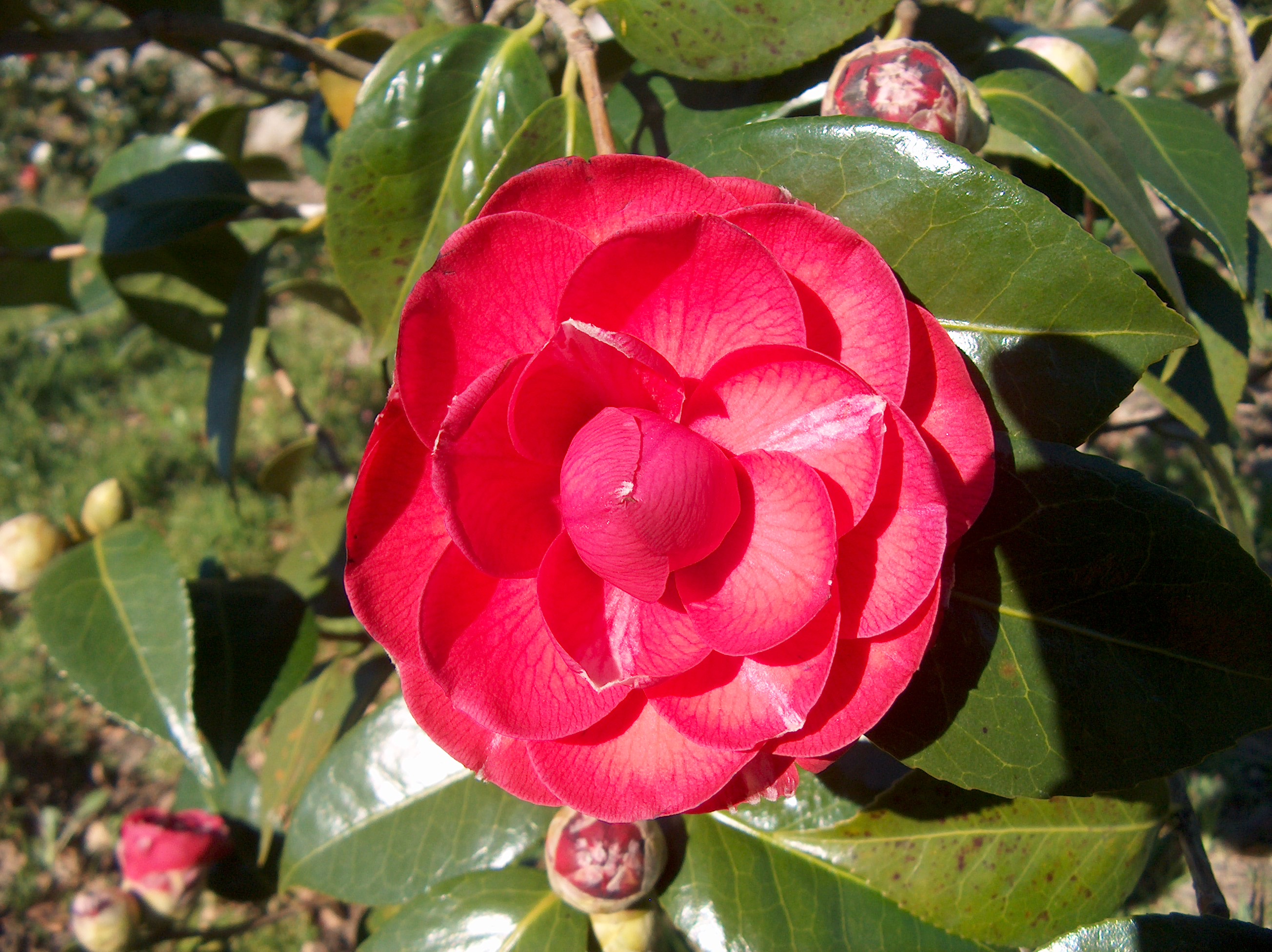 Duc de Bretagne