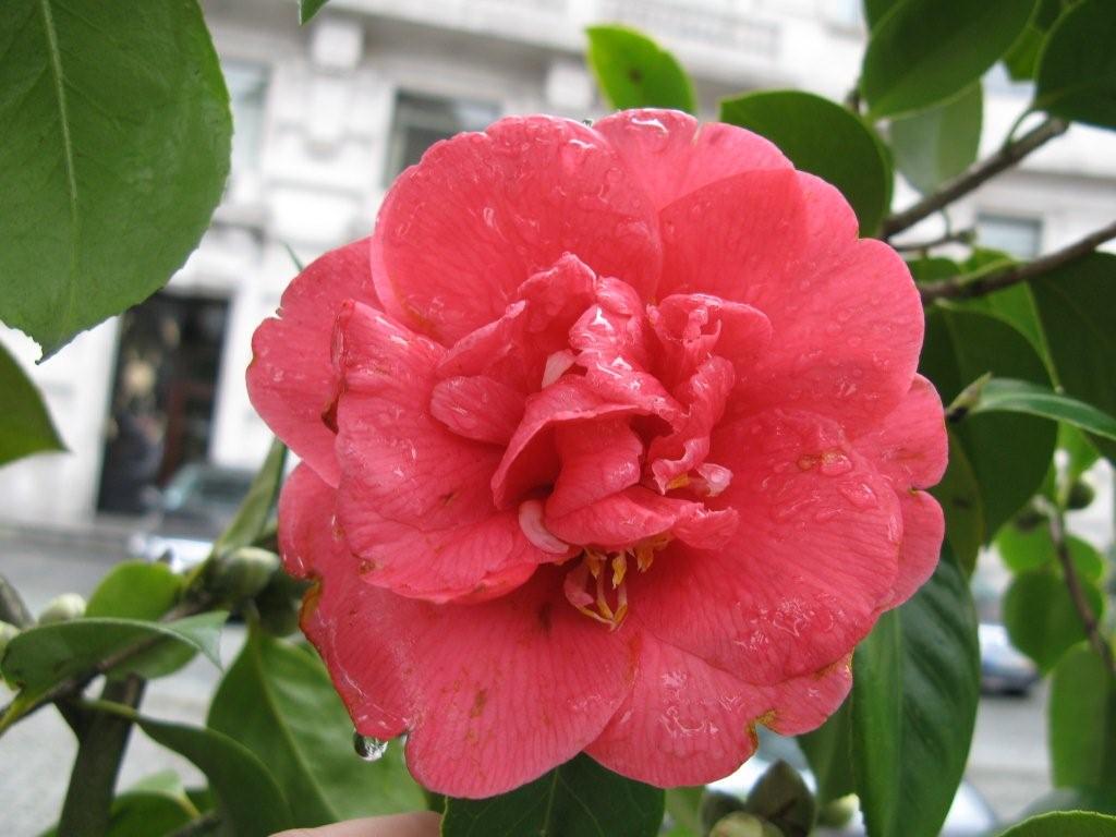 Desconhecida