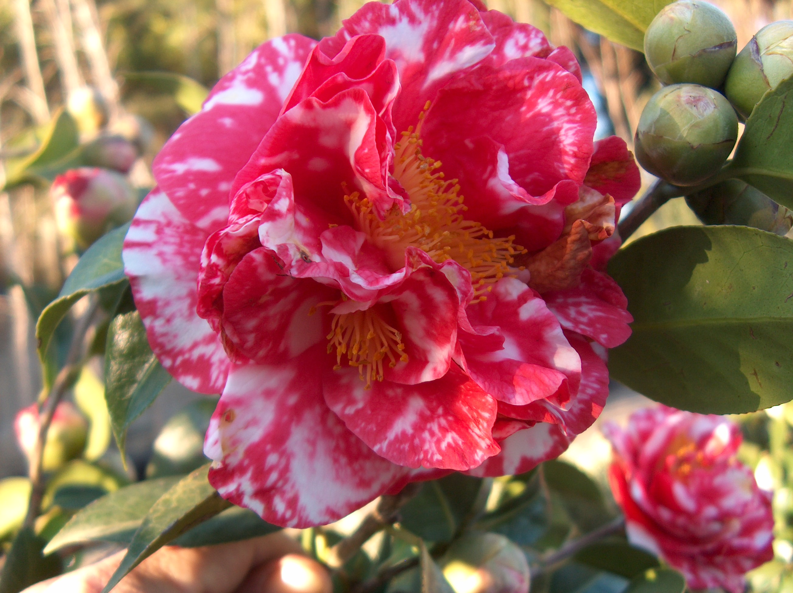 Emperor of Russia Variegated