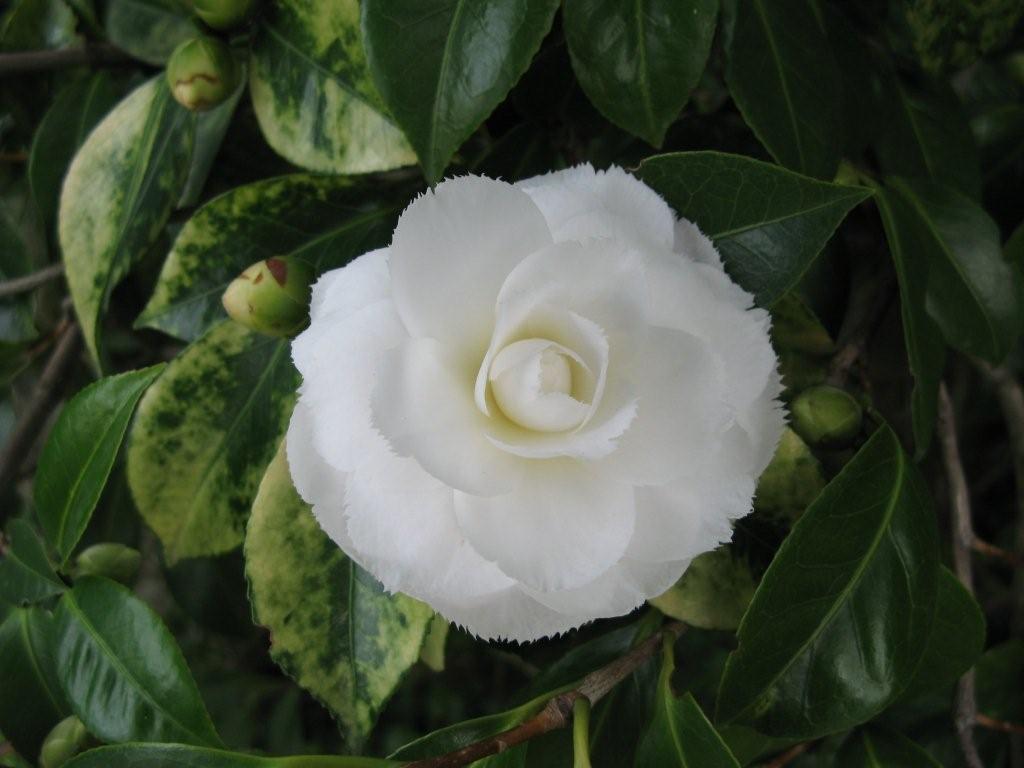 Fimbriata Alba