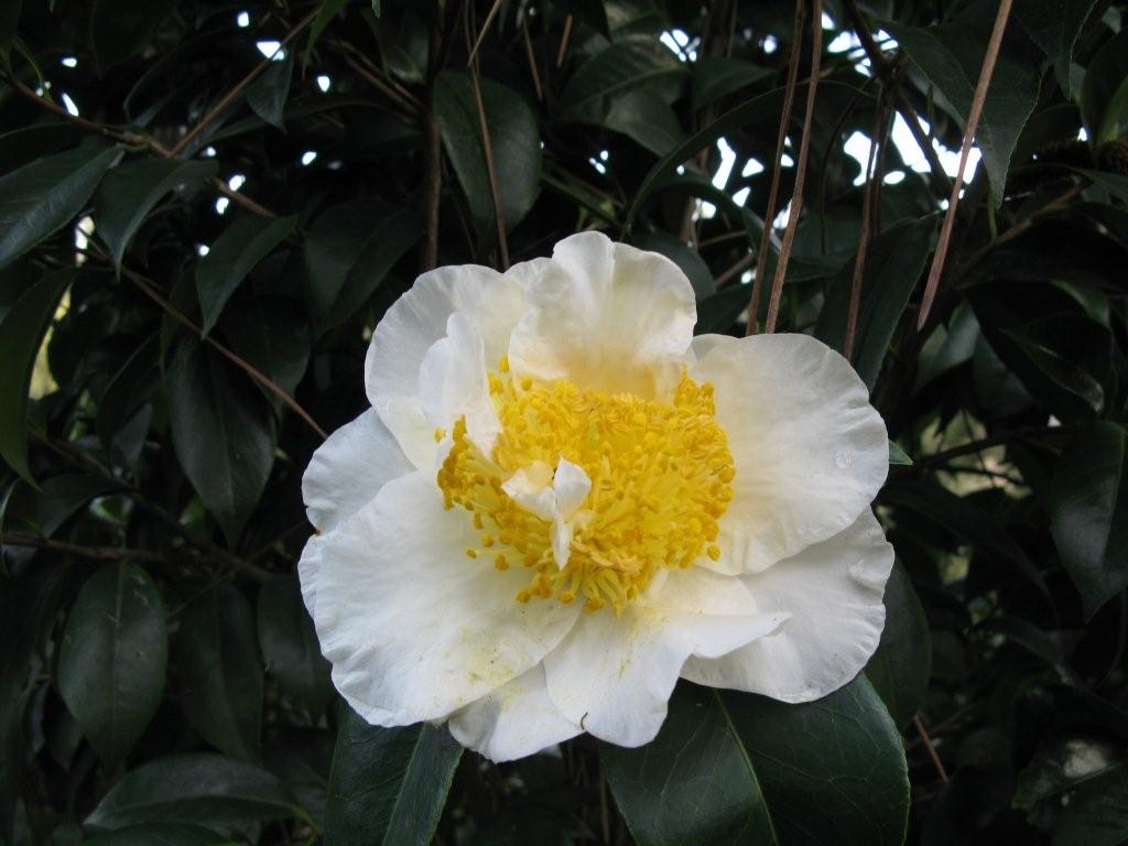 Fuji (Higo)