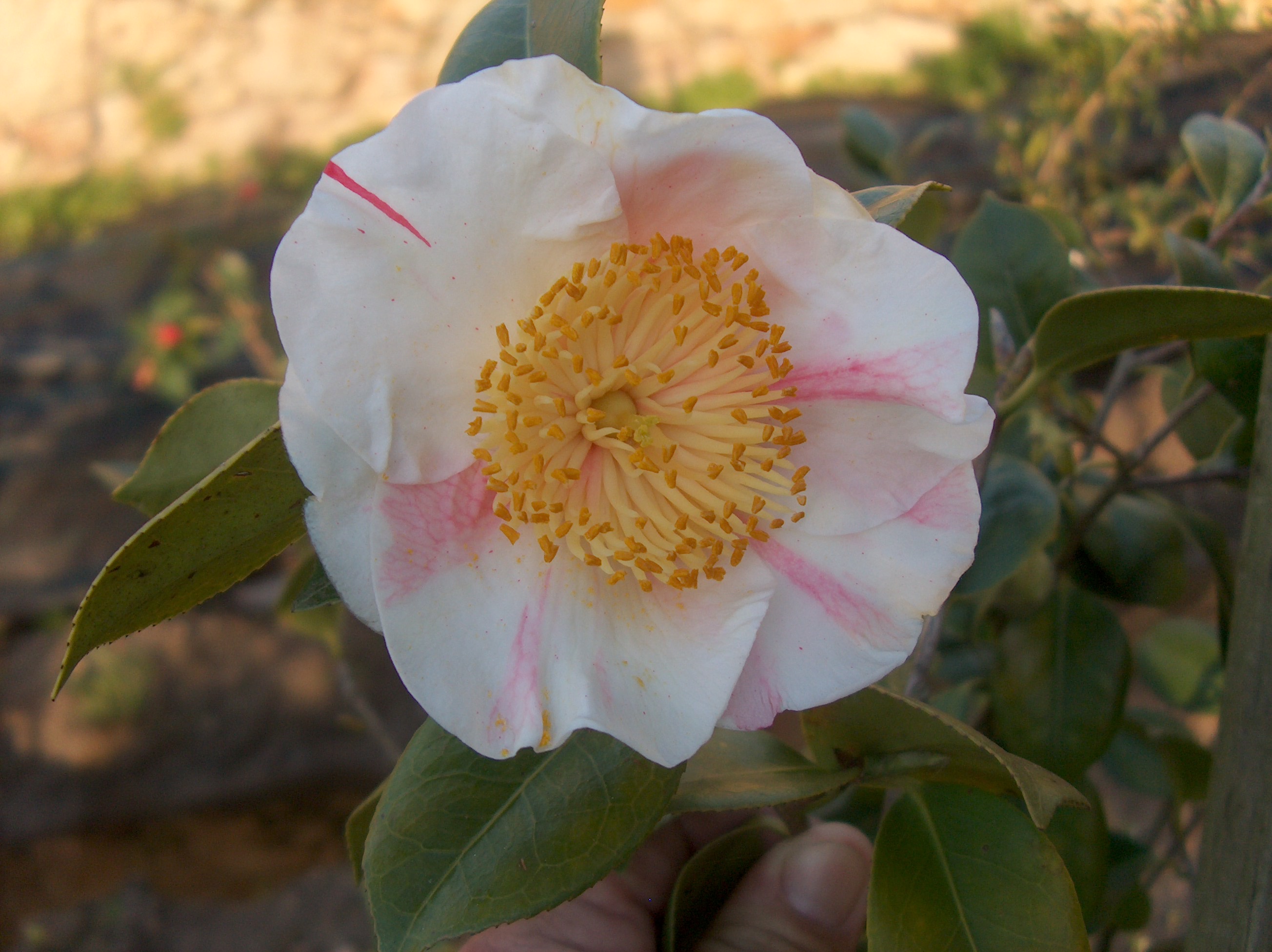 Gairinzan (Higo)