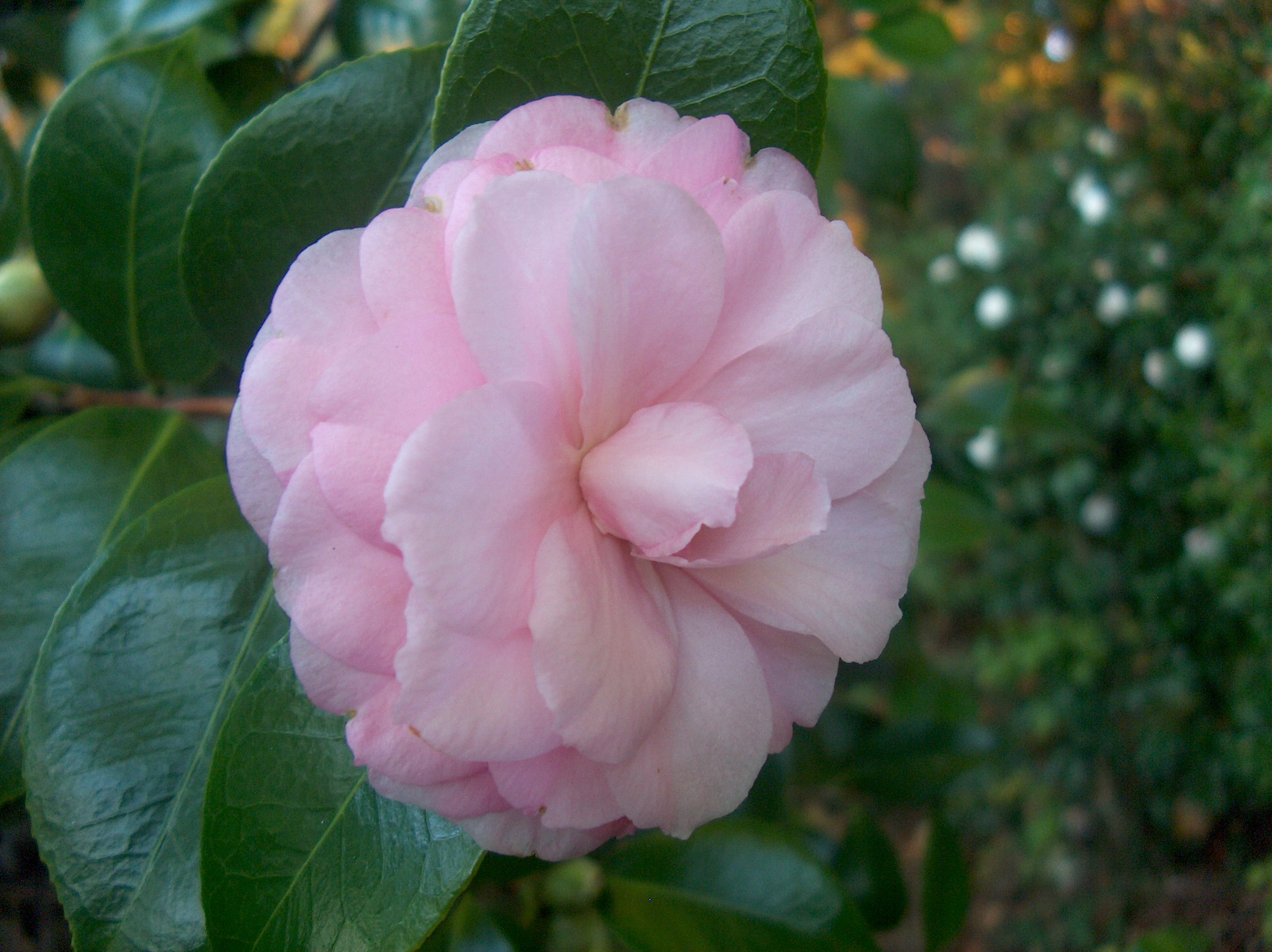 Giardino Smith