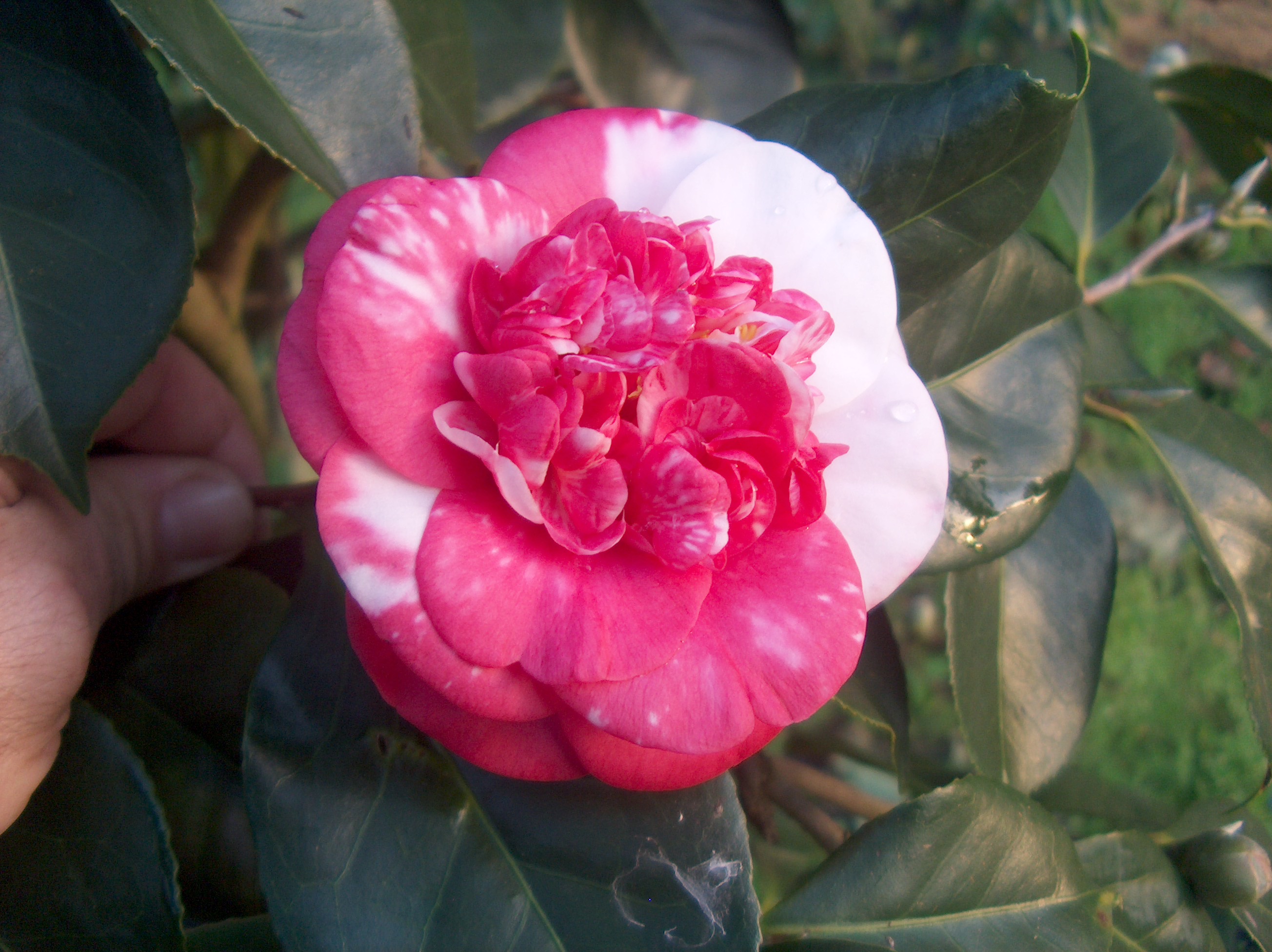 Gigantea Kellingtonia