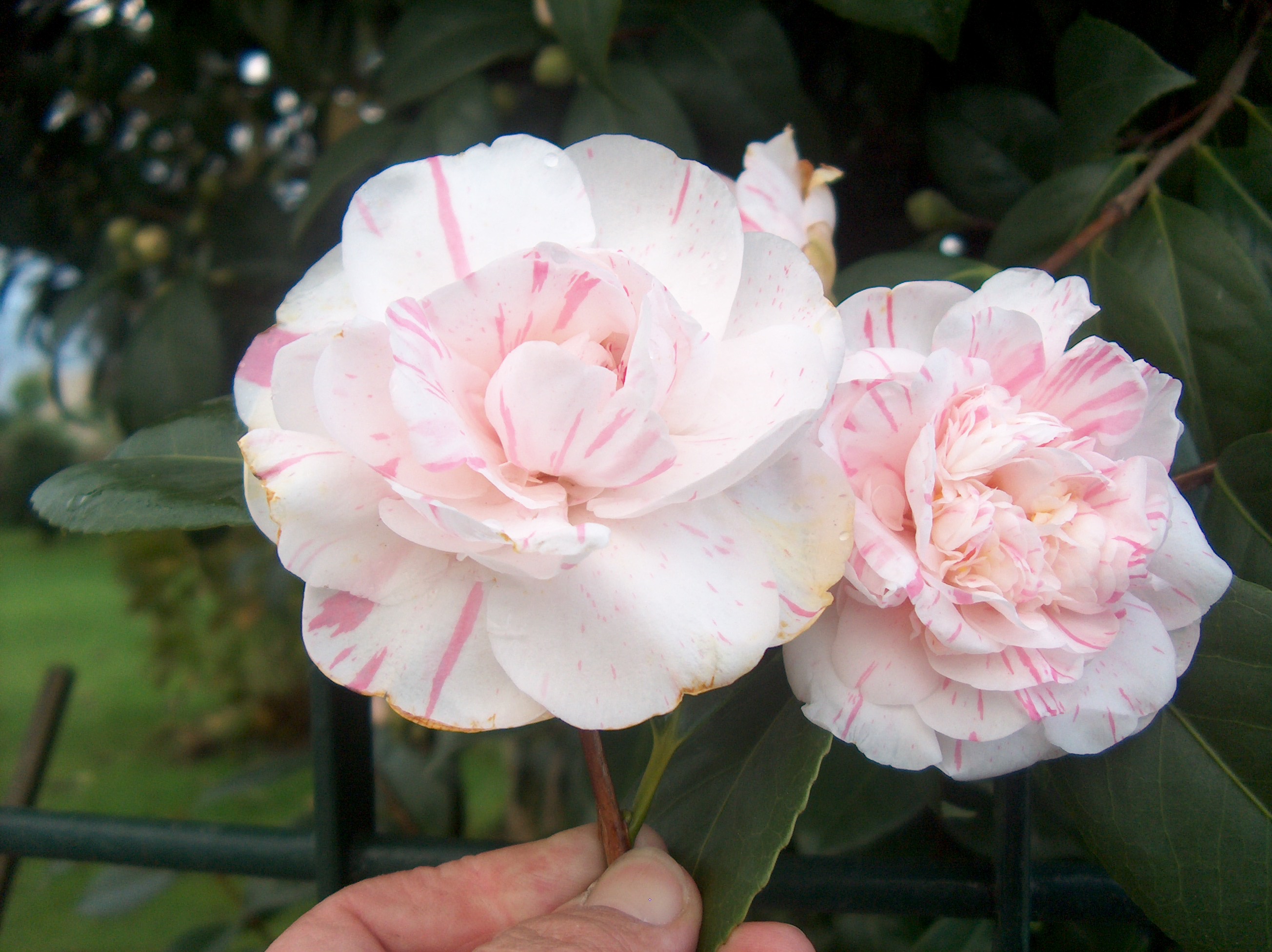 Giuseppina Mercatelli