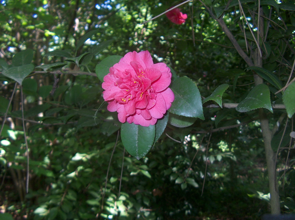 Desconhecida