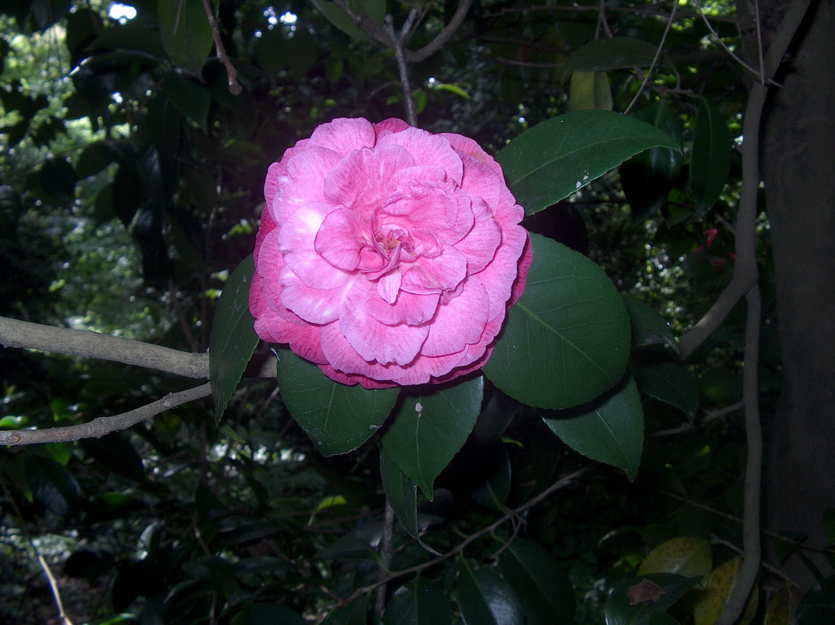Desconhecida