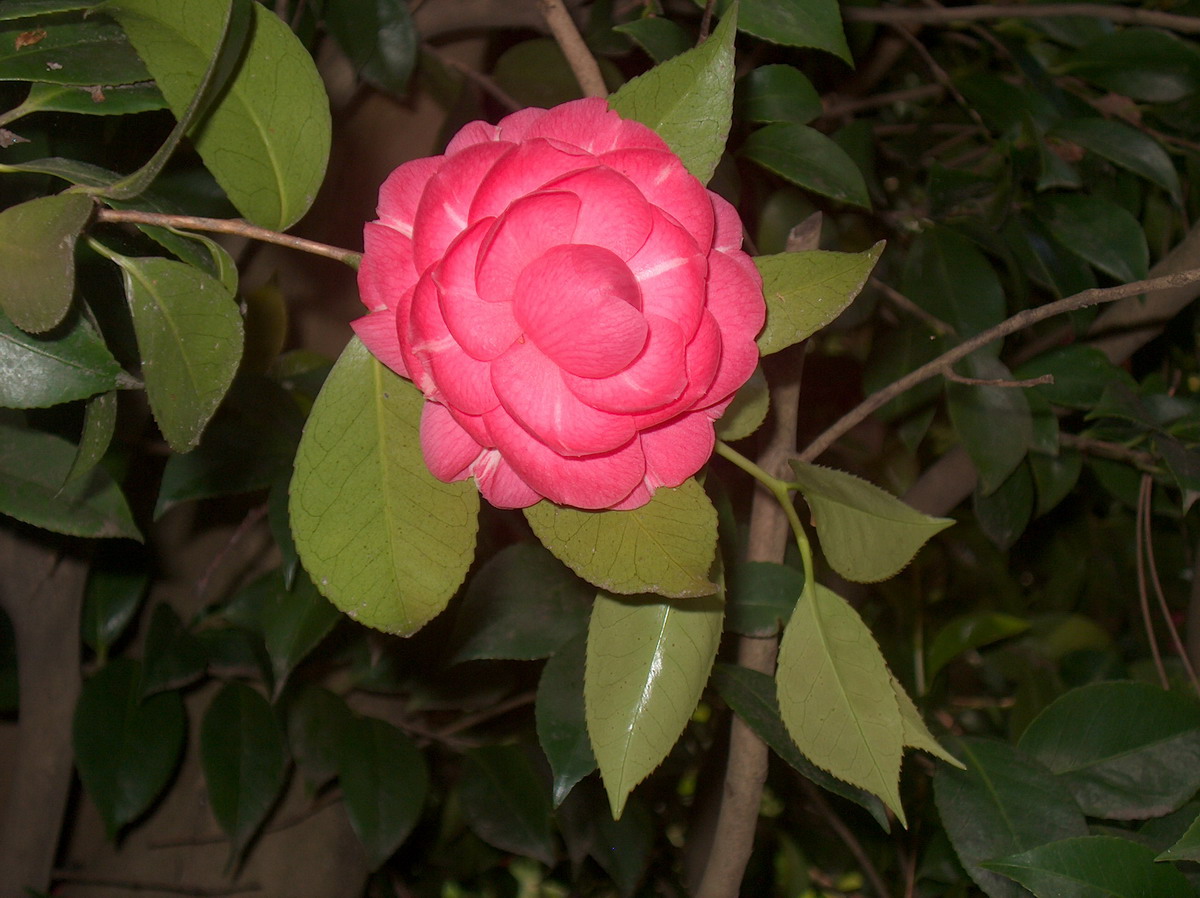 Desconhecida
