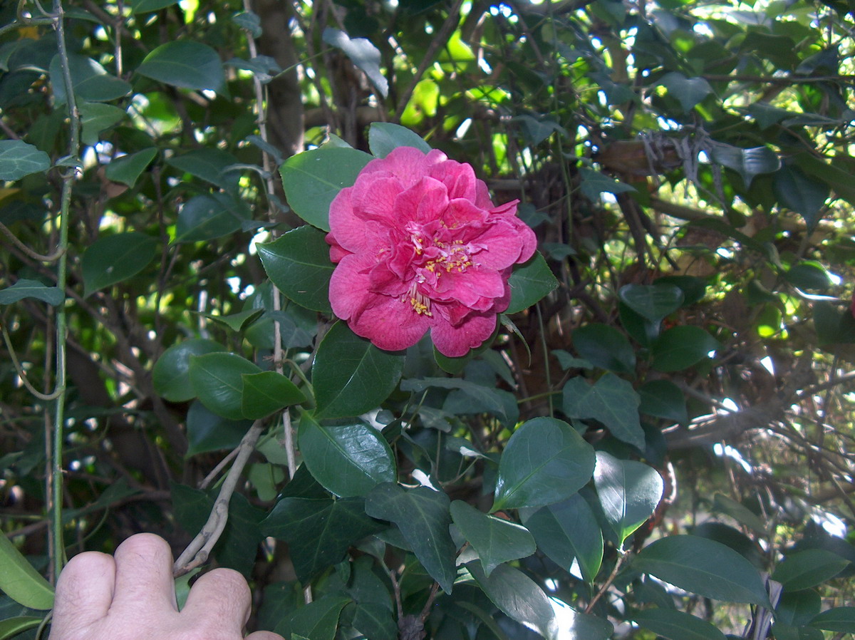 Desconhecida