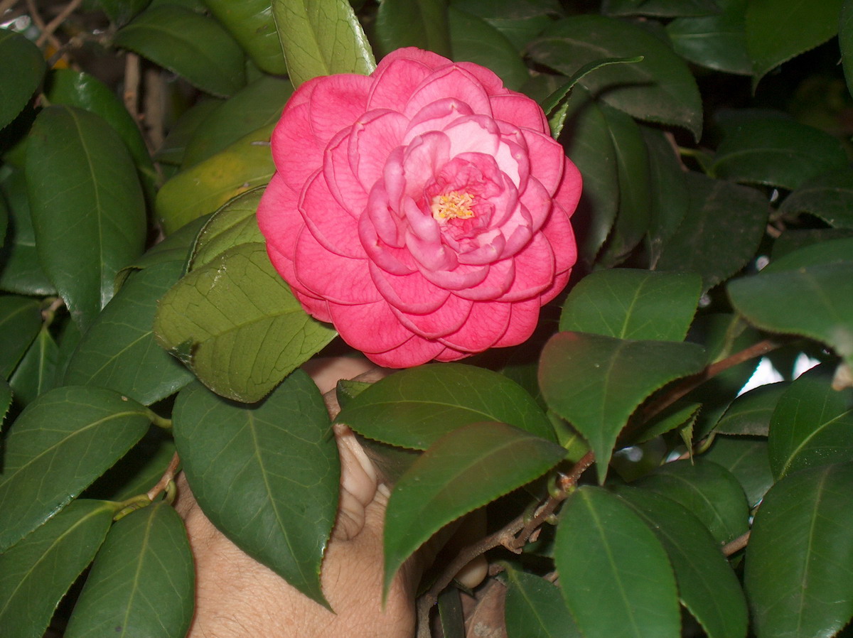 Desconhecida
