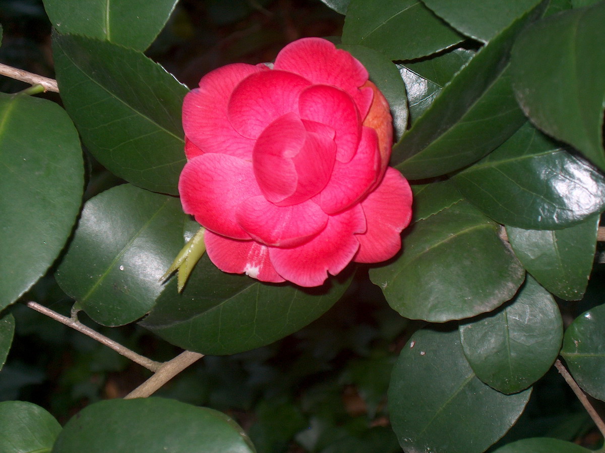Desconhecida