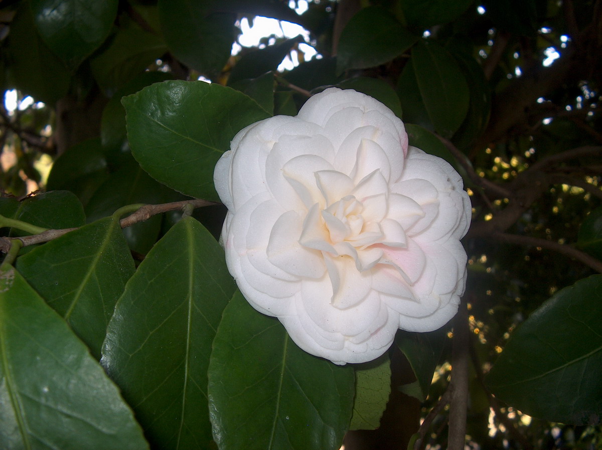 Incarnata