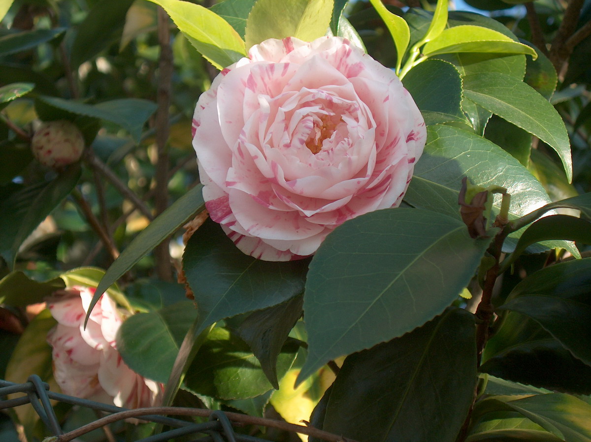 Desconhecida