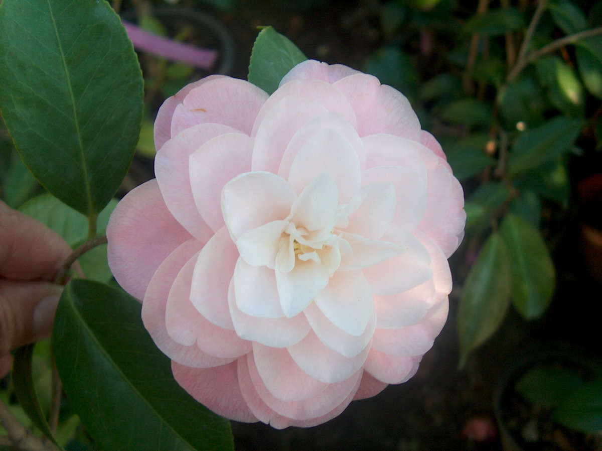 Desconhecida