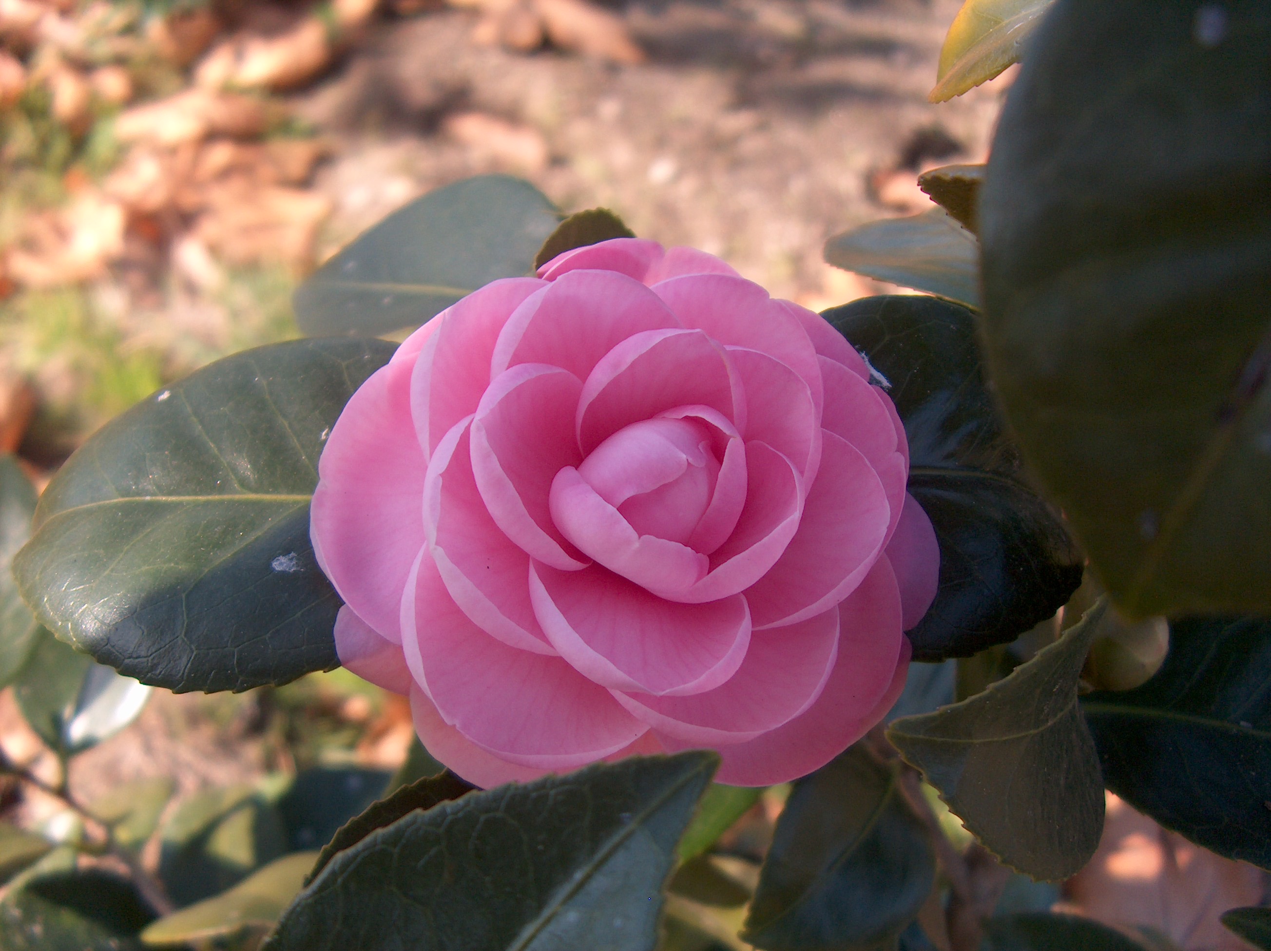 Desconhecida