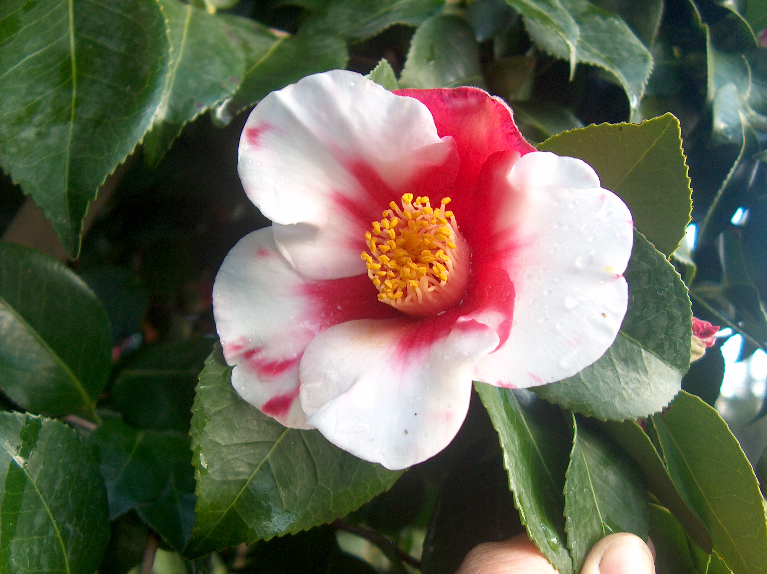 Desconhecida