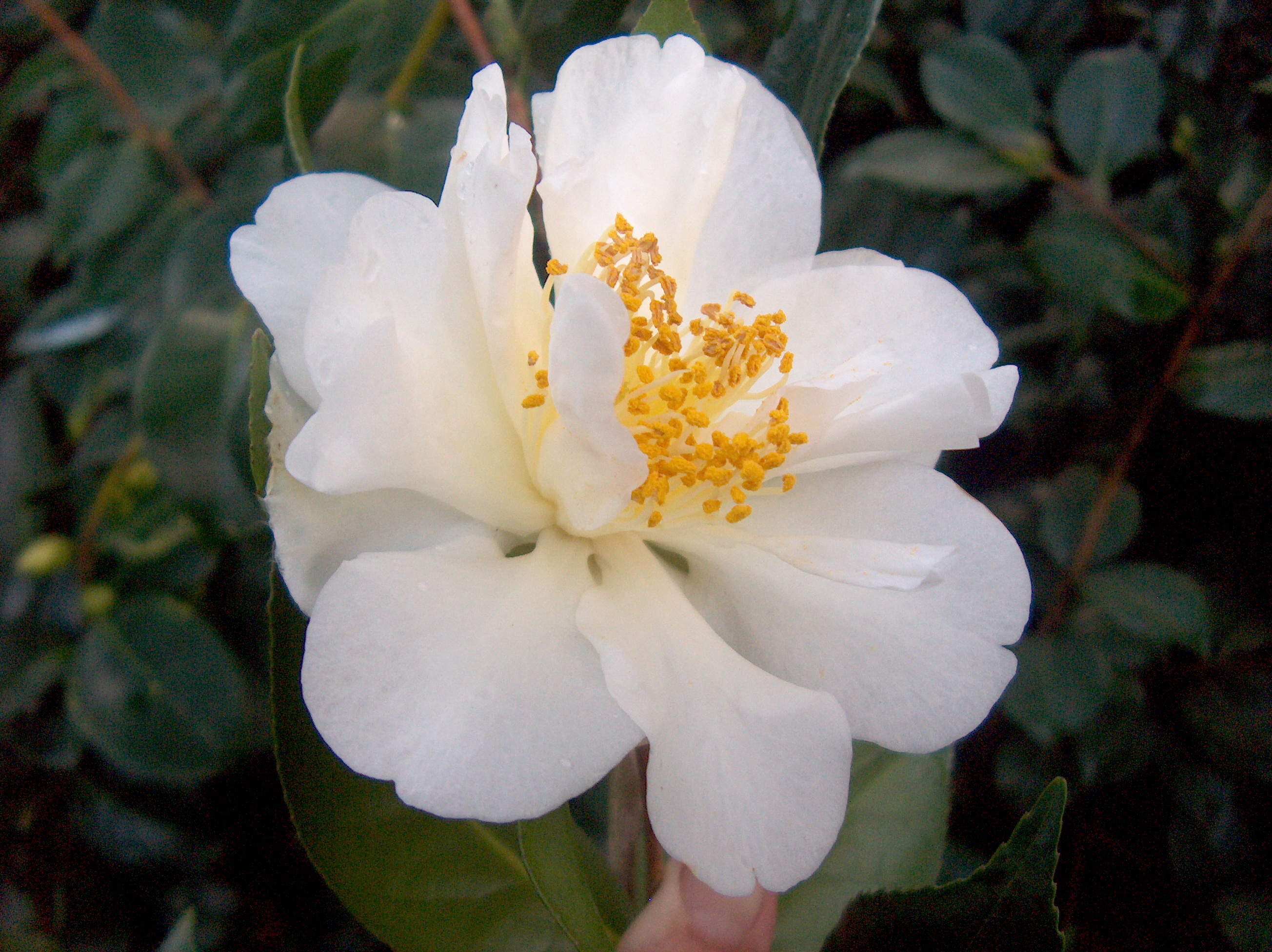 Desconhecida