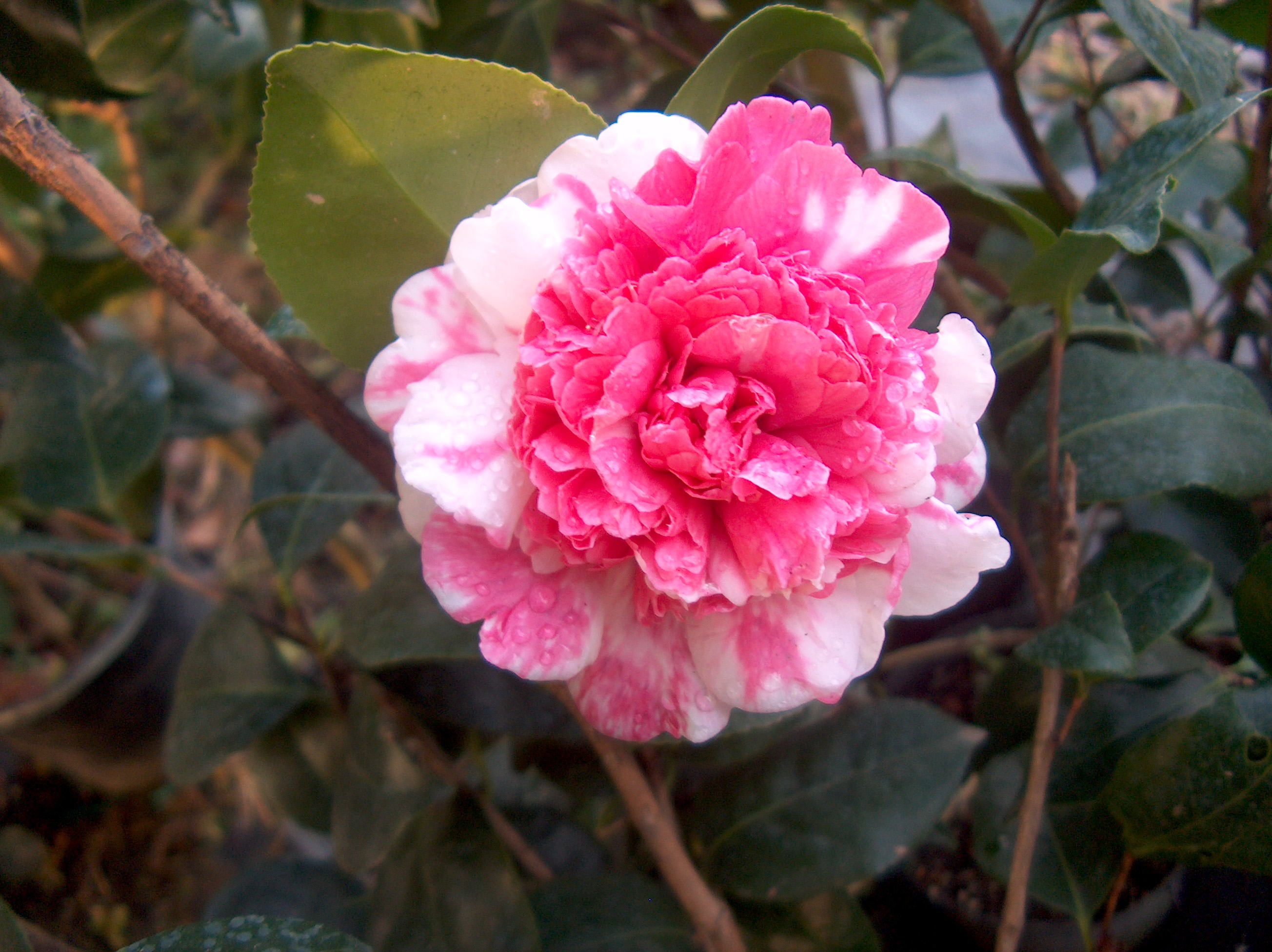 Desconhecida