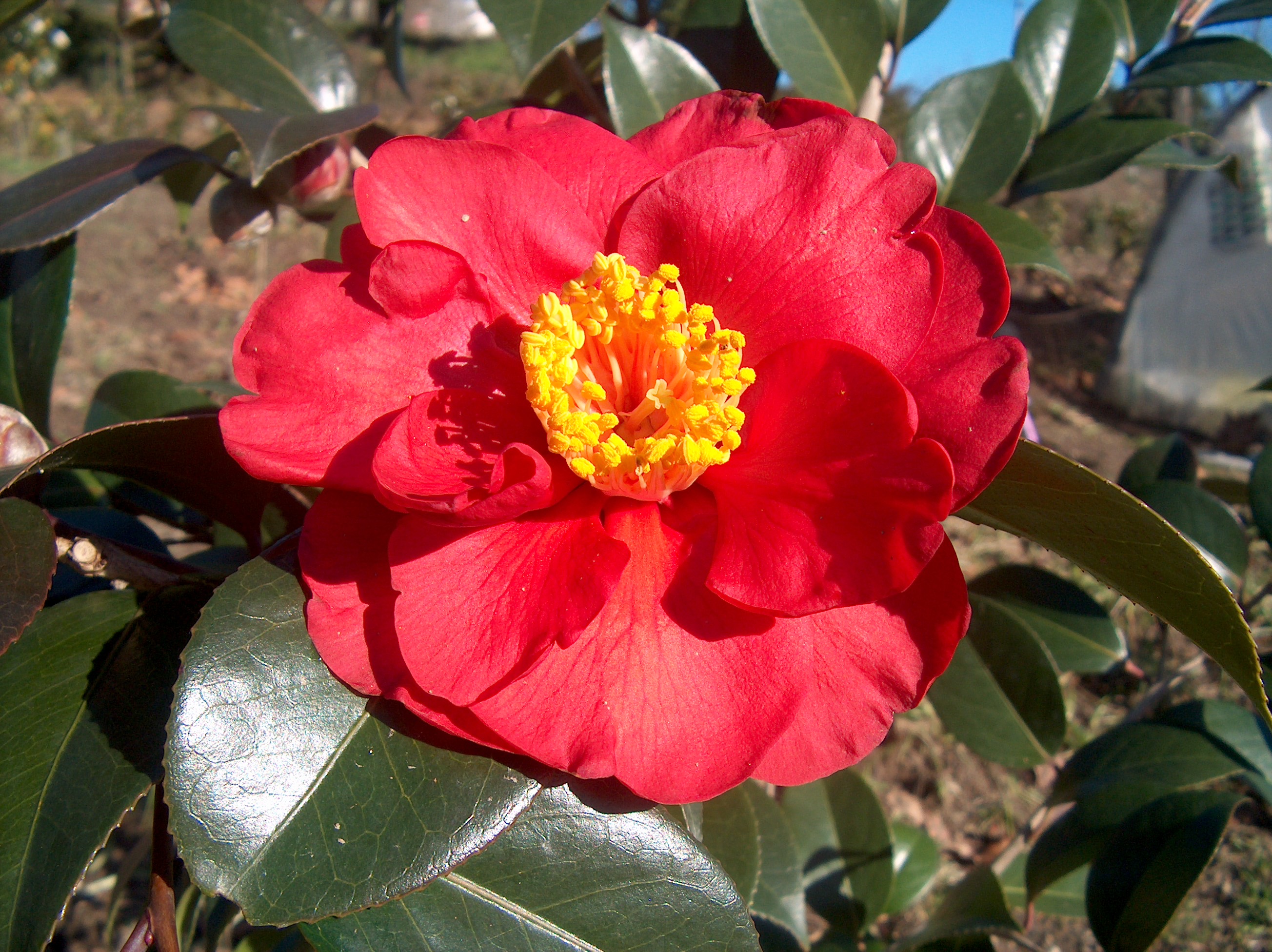 San Dimas