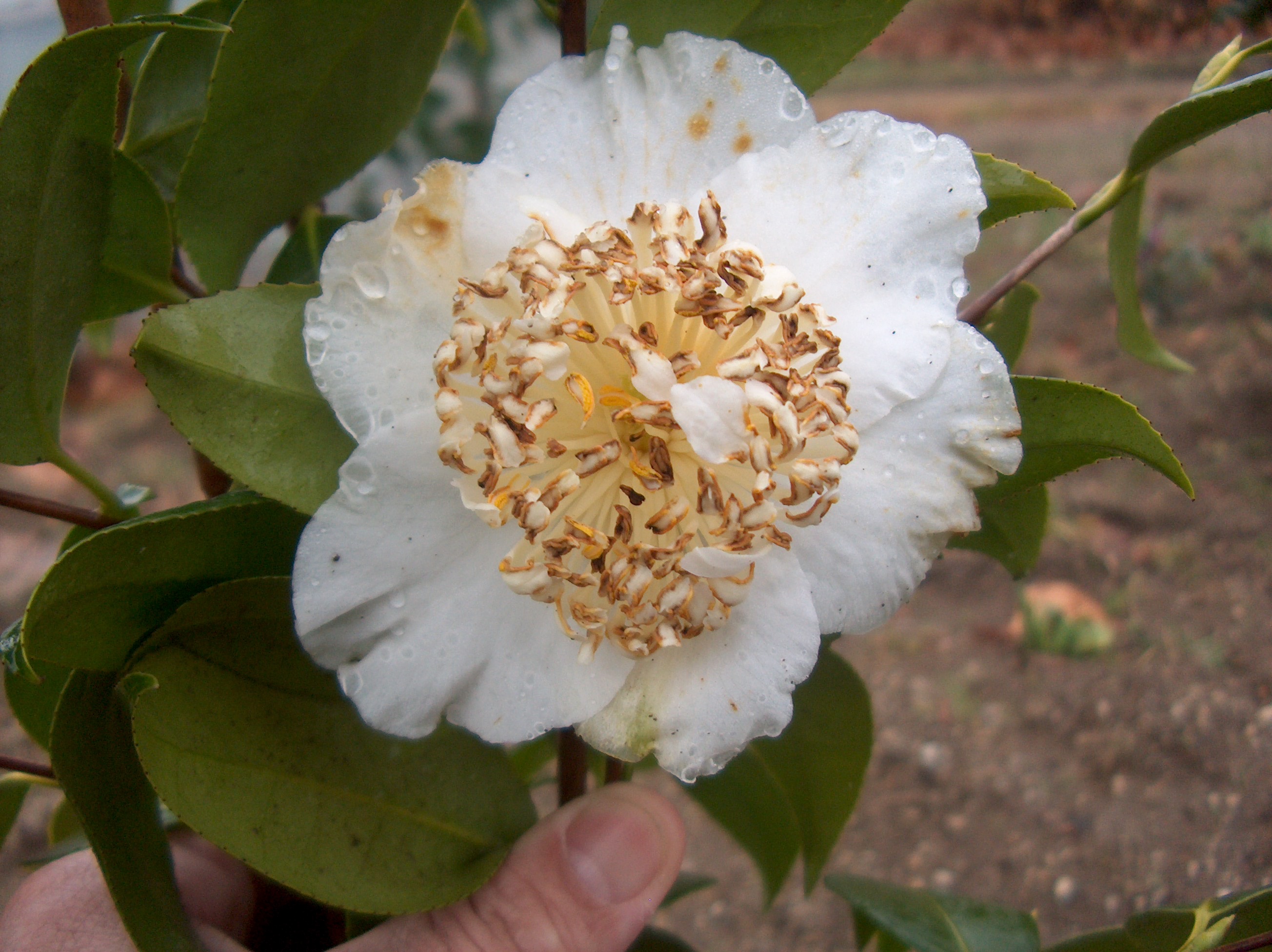 Desconhecida