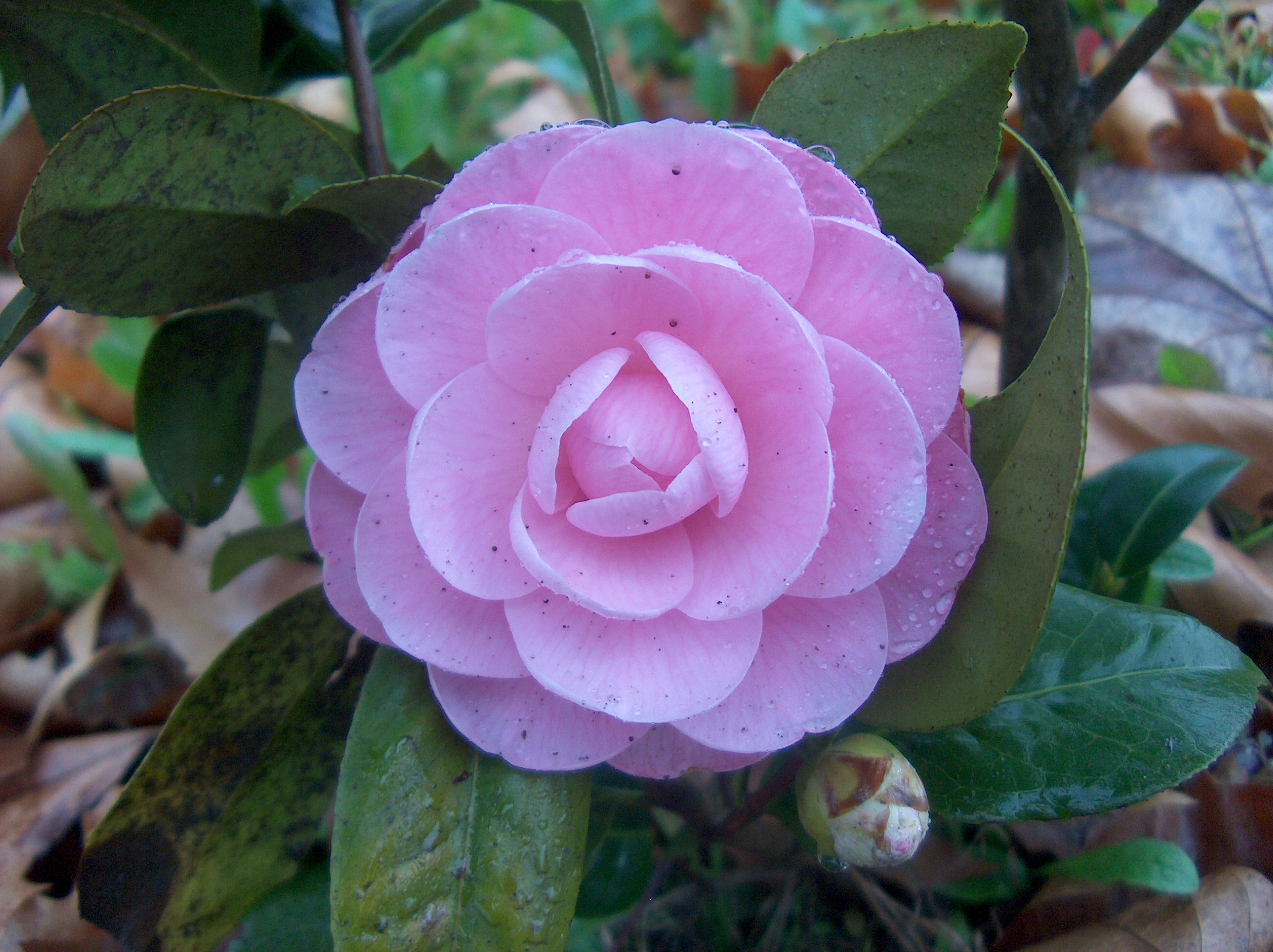 Desconhecida