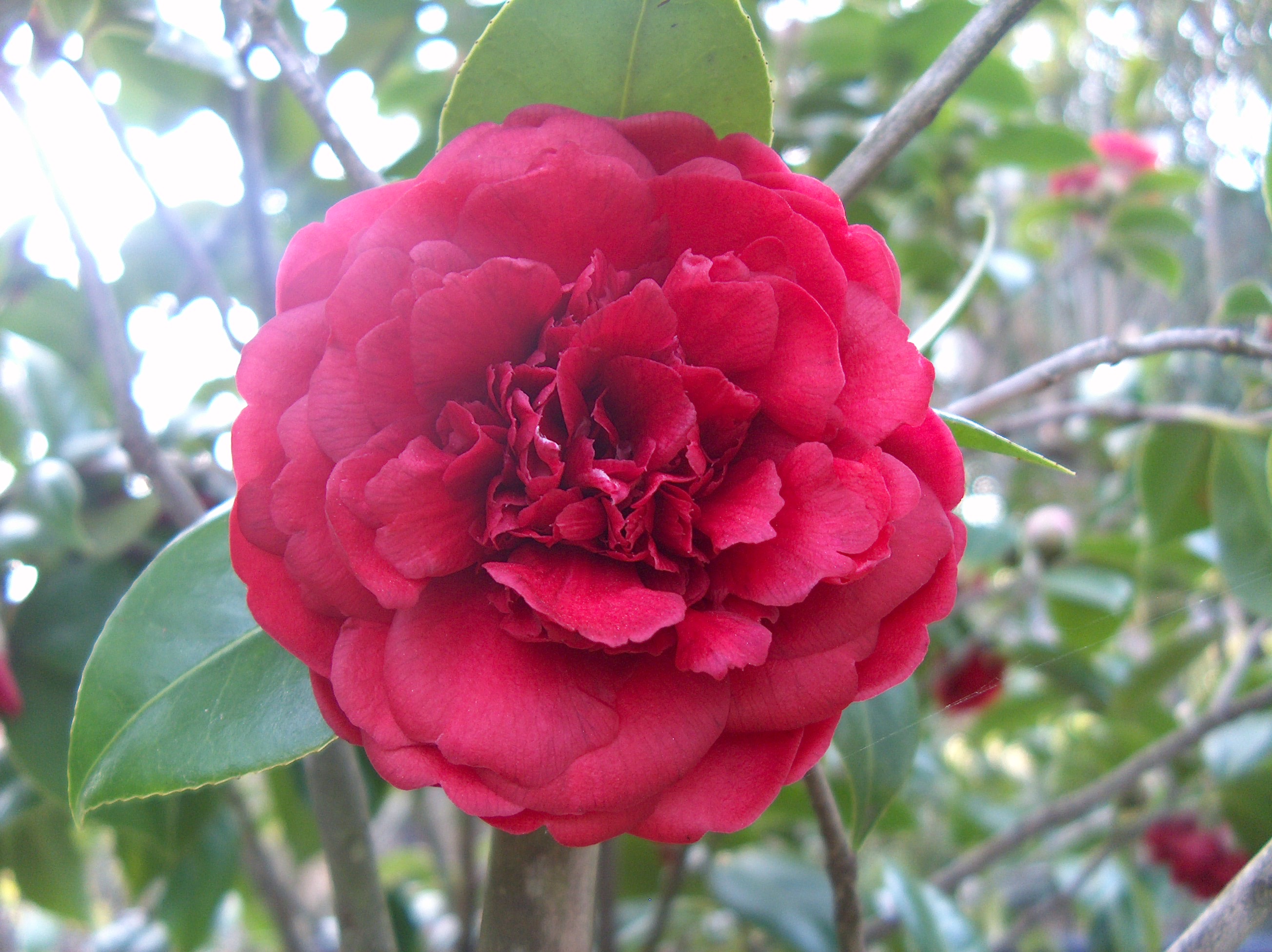 Fastuosa
