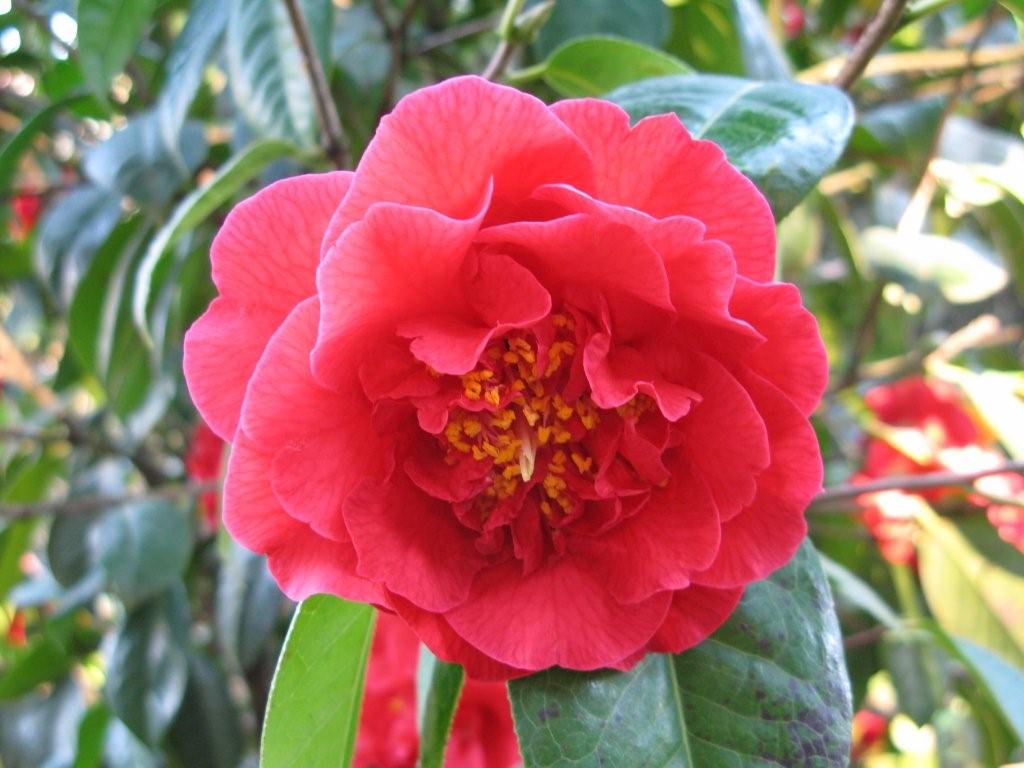 Harriet Durant