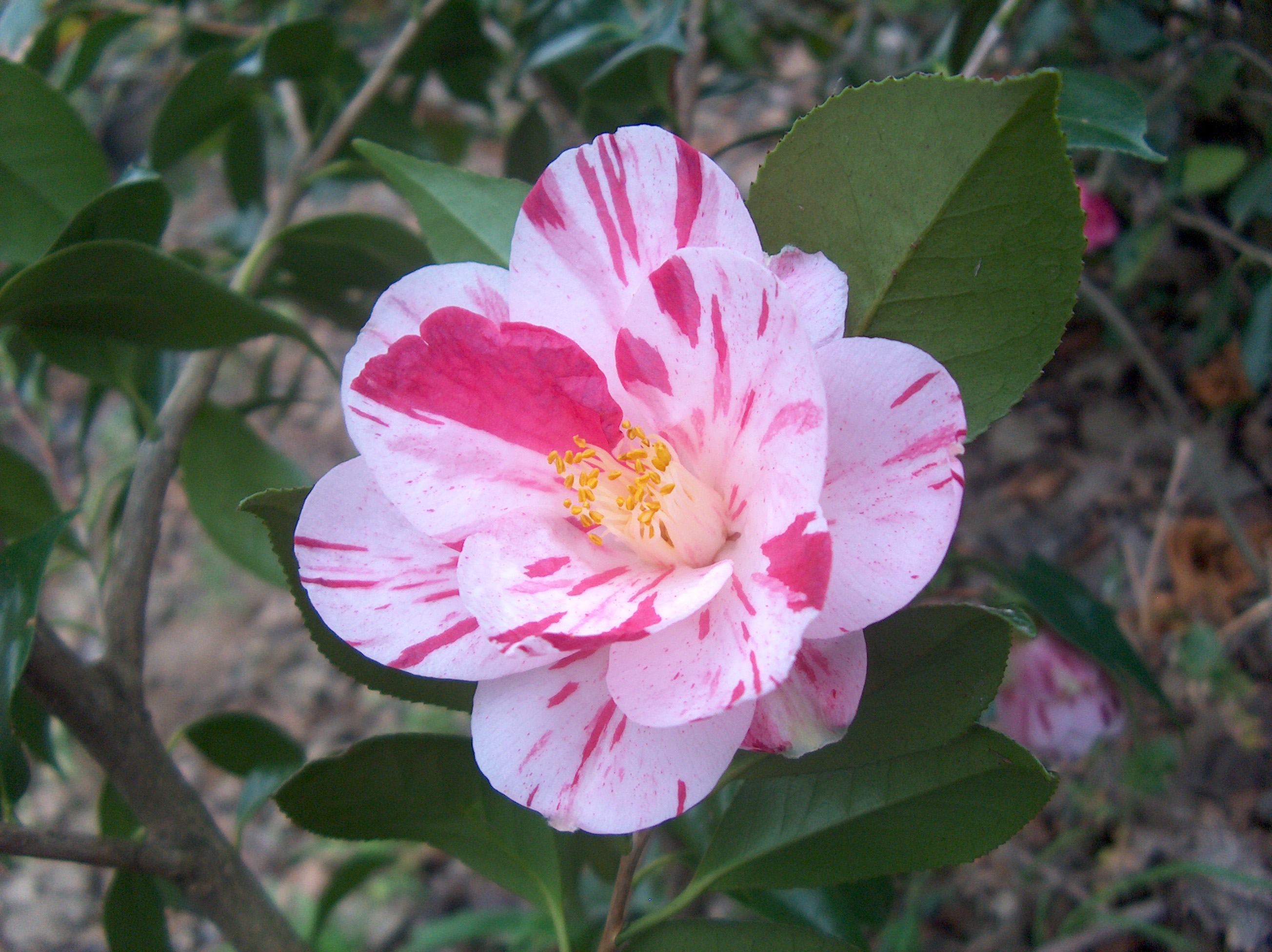 Haru-no-Utena