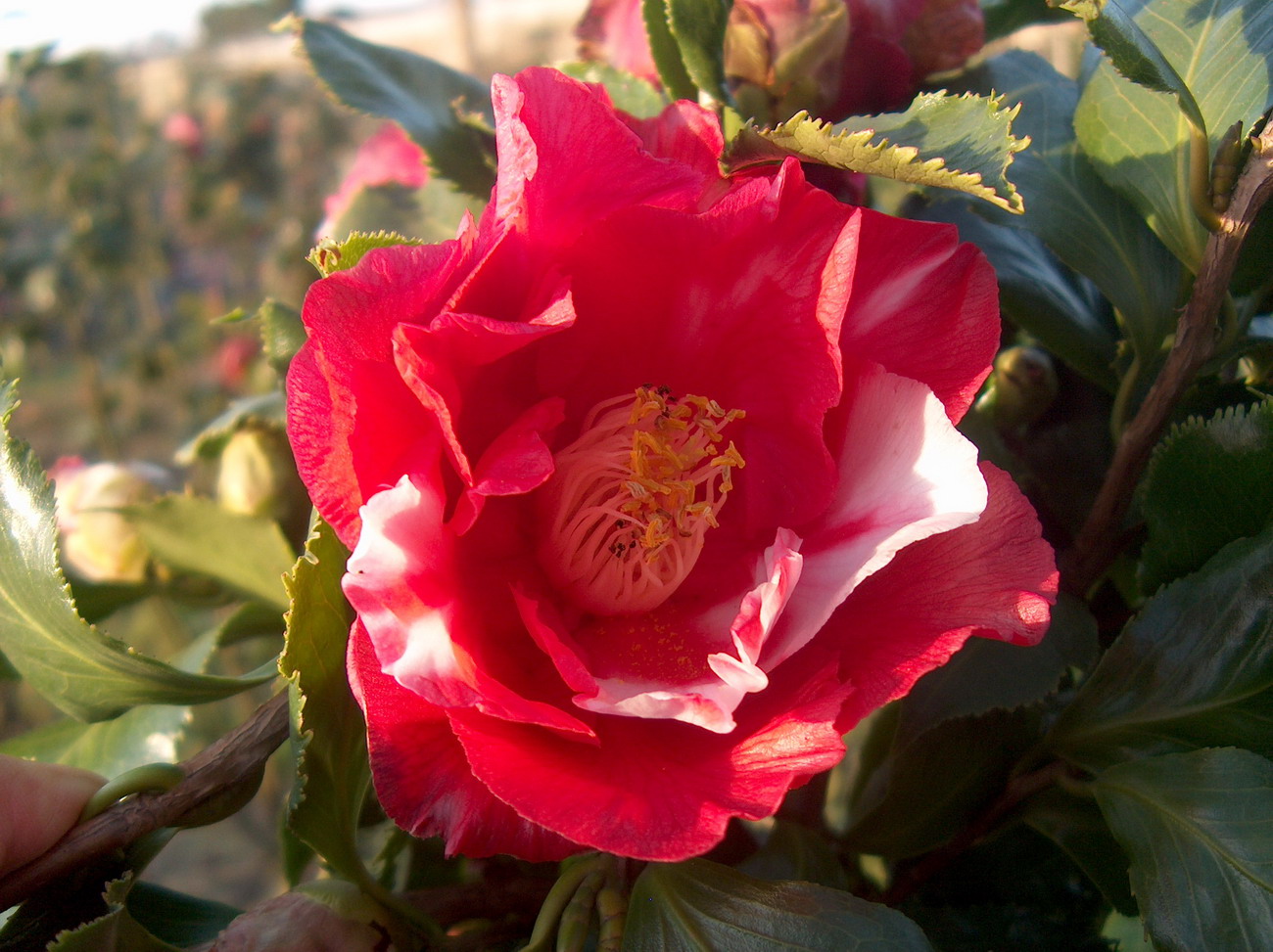 Holly Bright Variegated