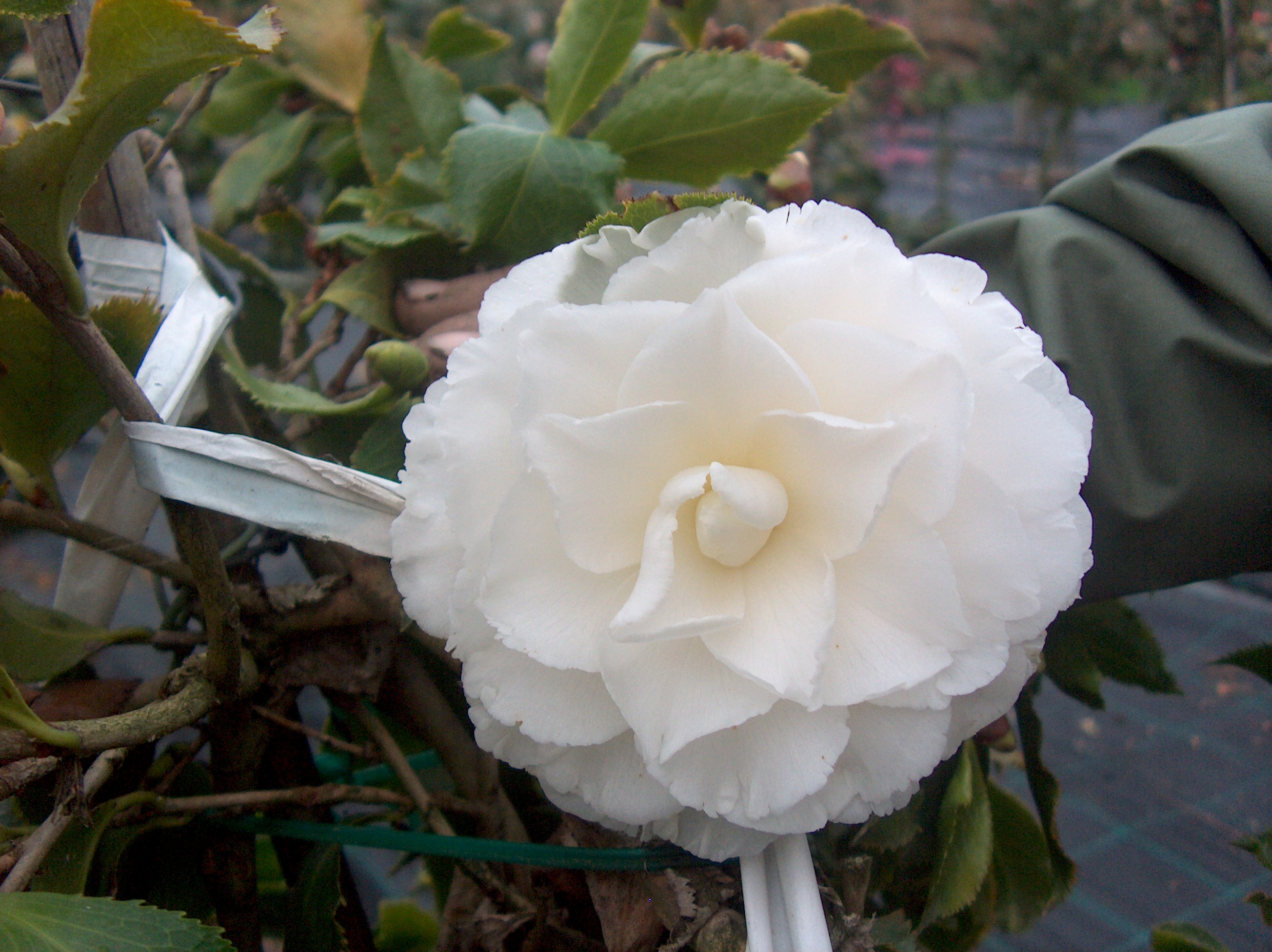 Holly Camellia