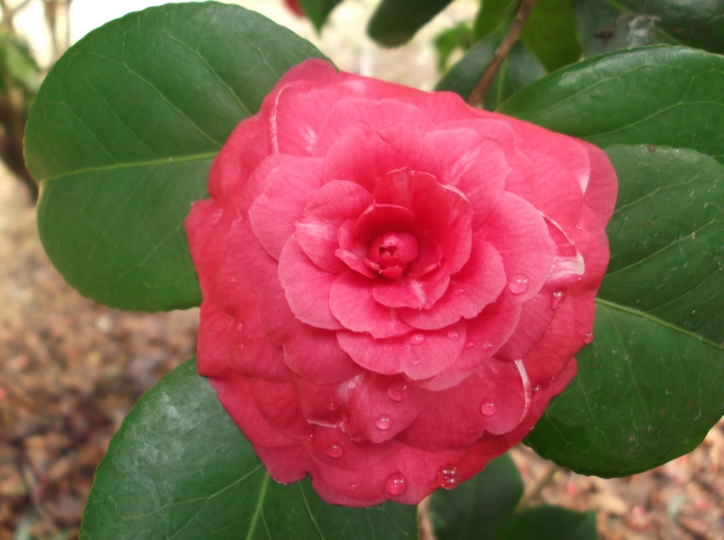 Il Gioiello